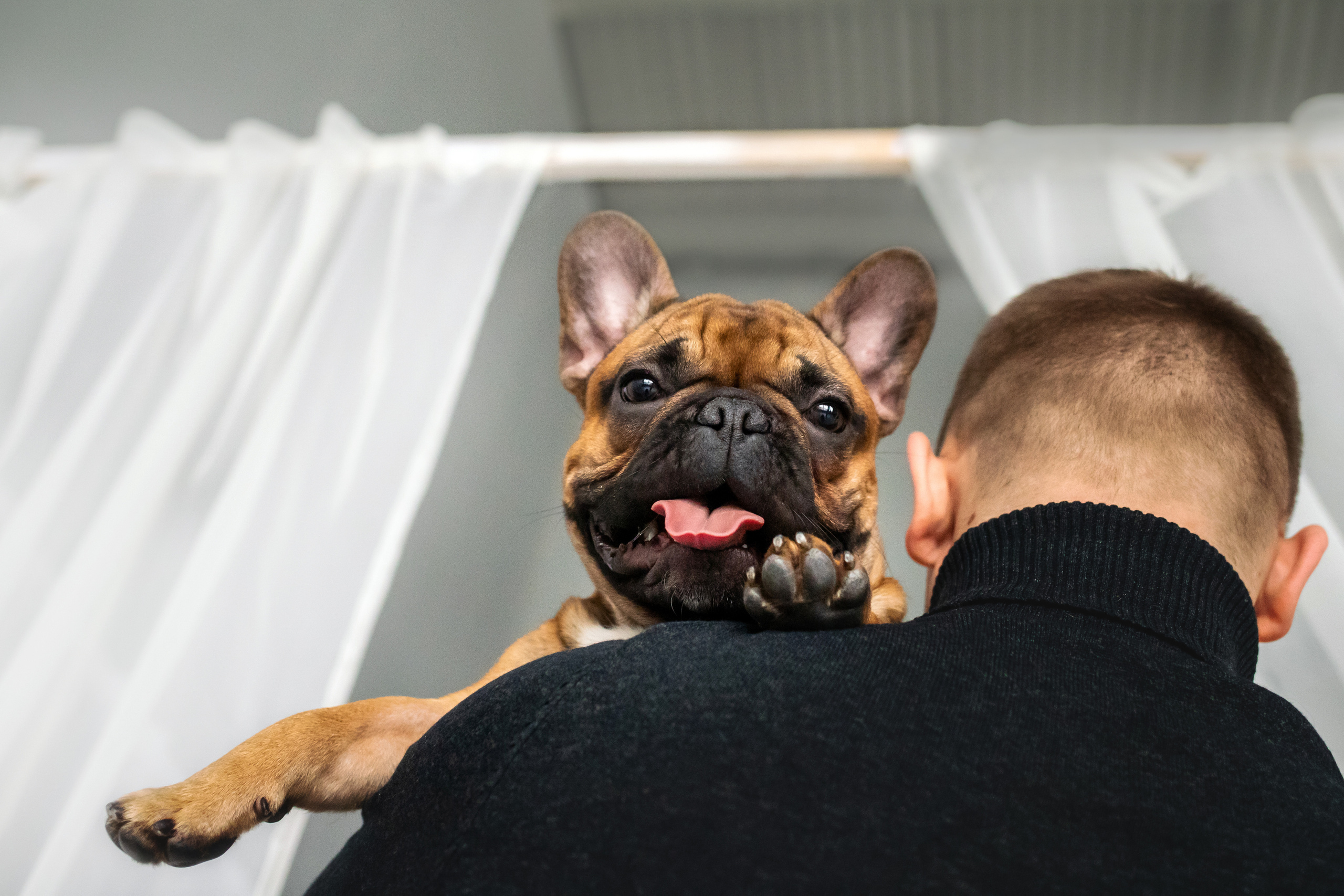Фотосессия бульдогов Лео и Марса в догфрендли студии