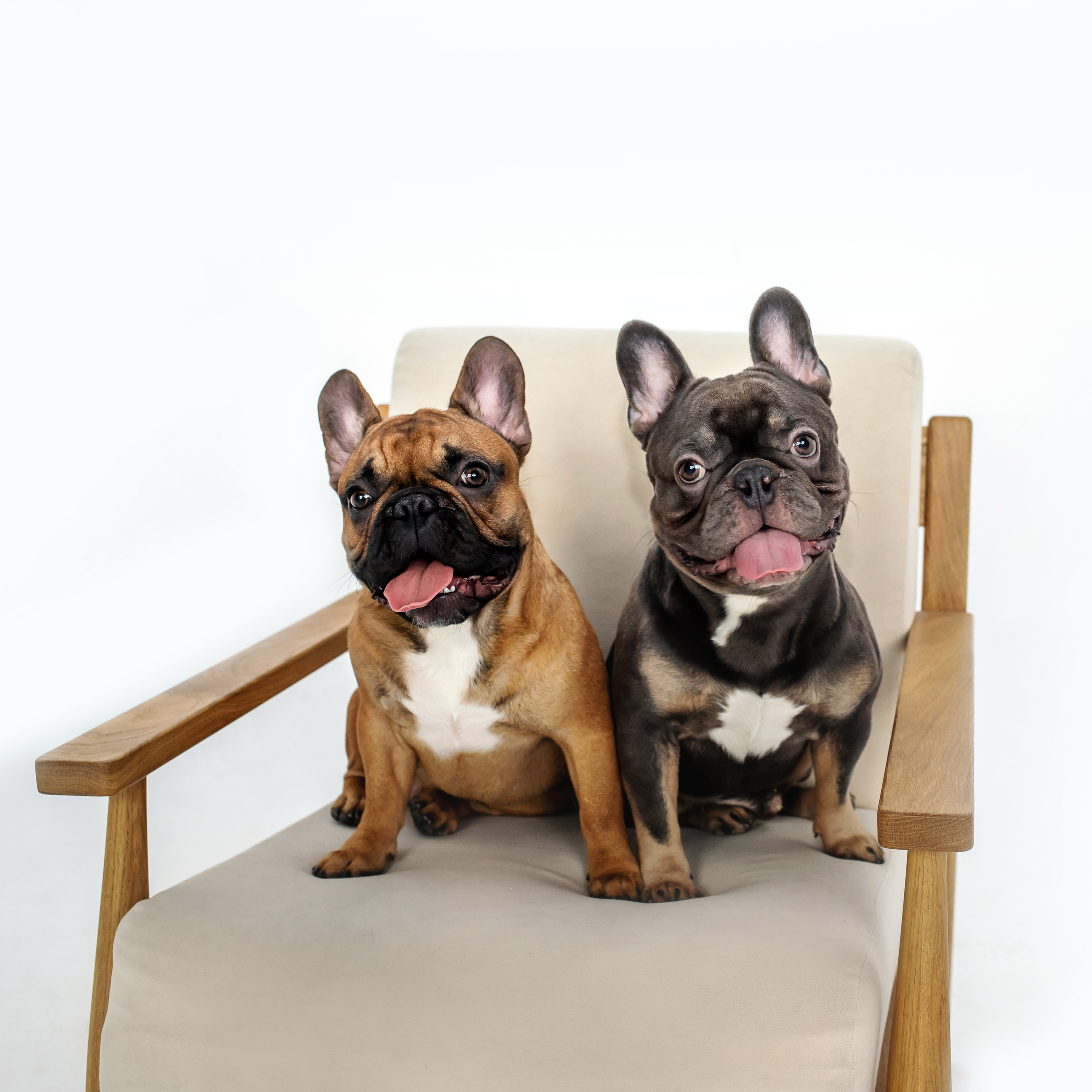 Фотосессия бульдогов Лео и Марса в догфрендли студии