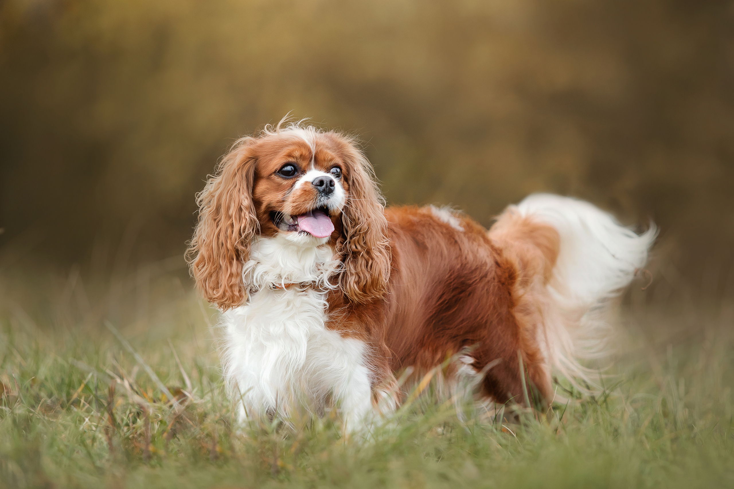 Фотосессия с ребенком и собакой
