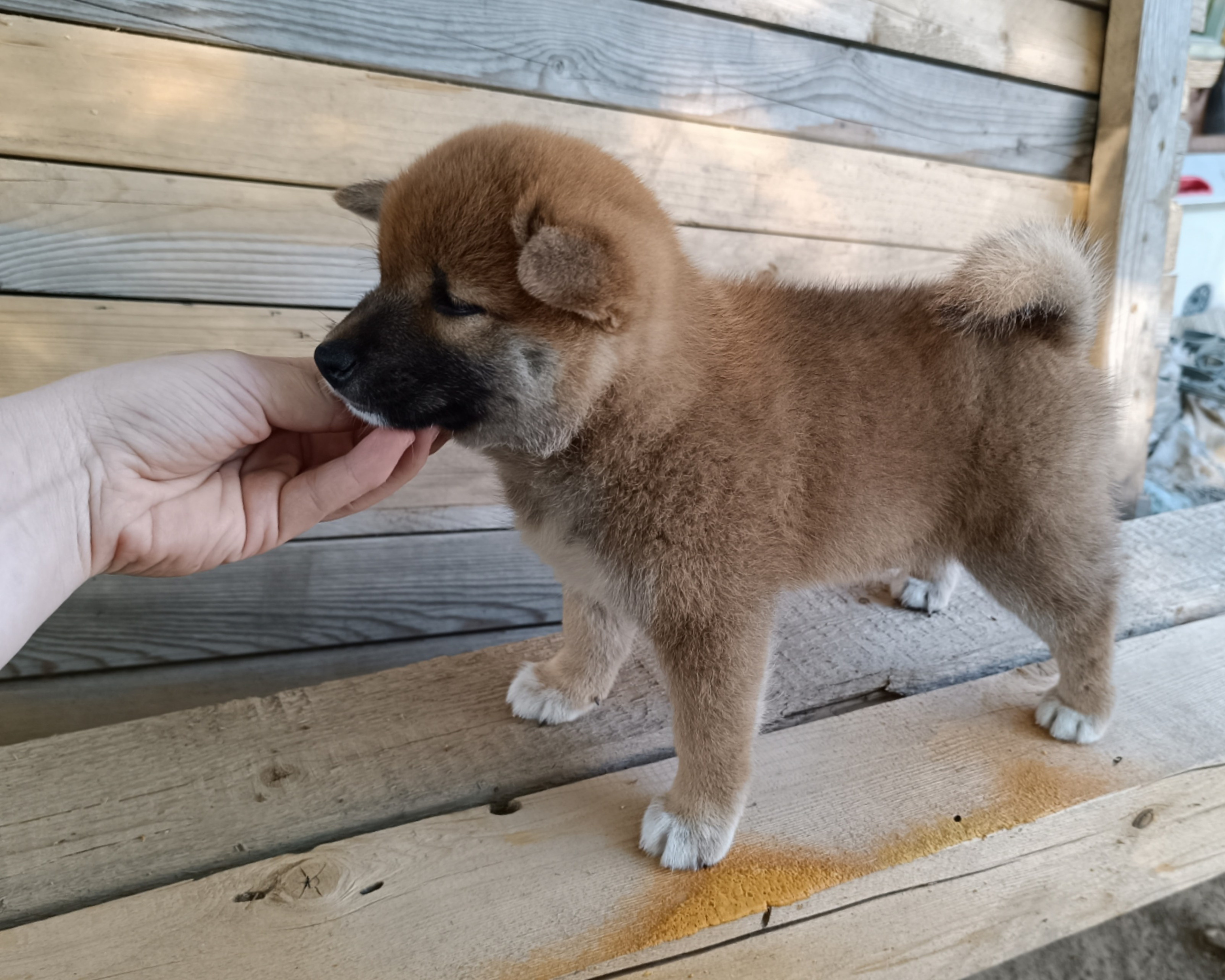 сиба питомник Рубилайт щенки на продажу rubylight  сиба щенки купить СПб Санкт-Петербург