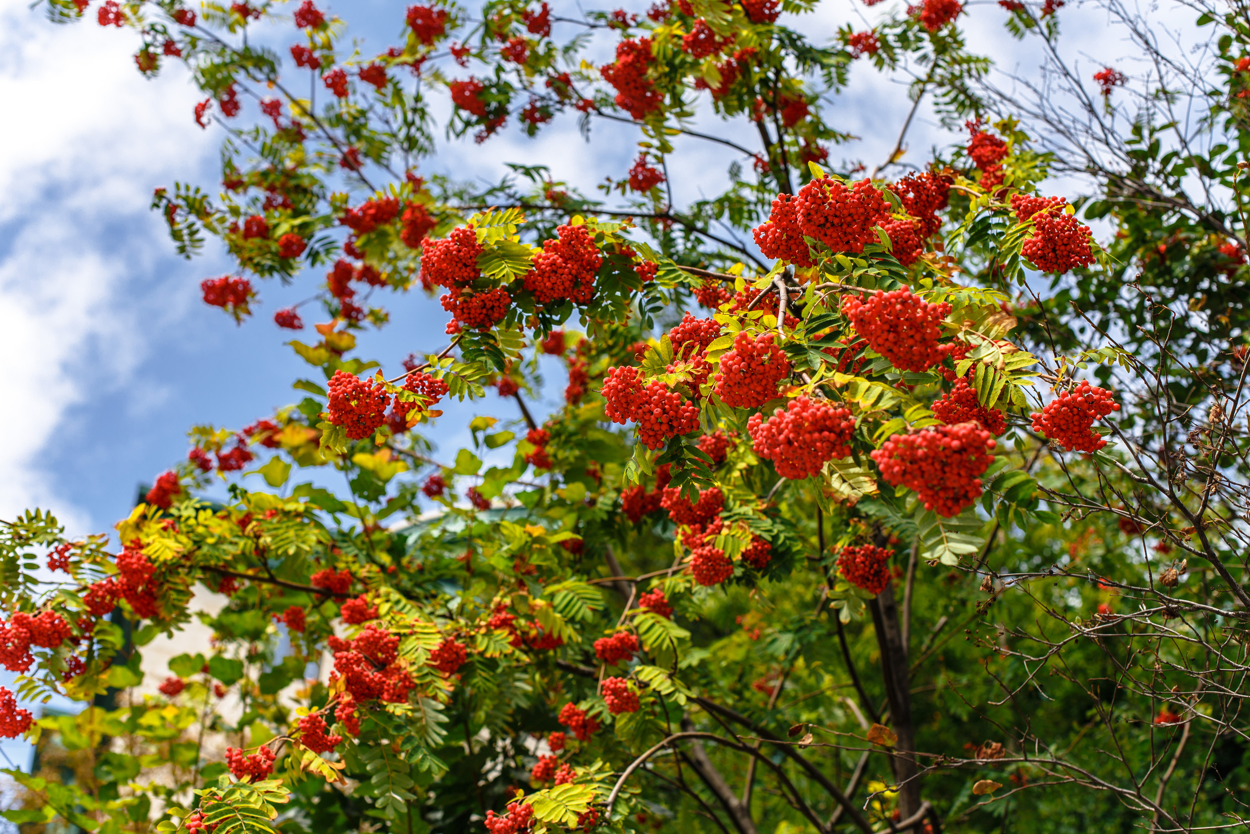 Любовь и Илья. Свадебный фотограф в Москве Александра Тихонова