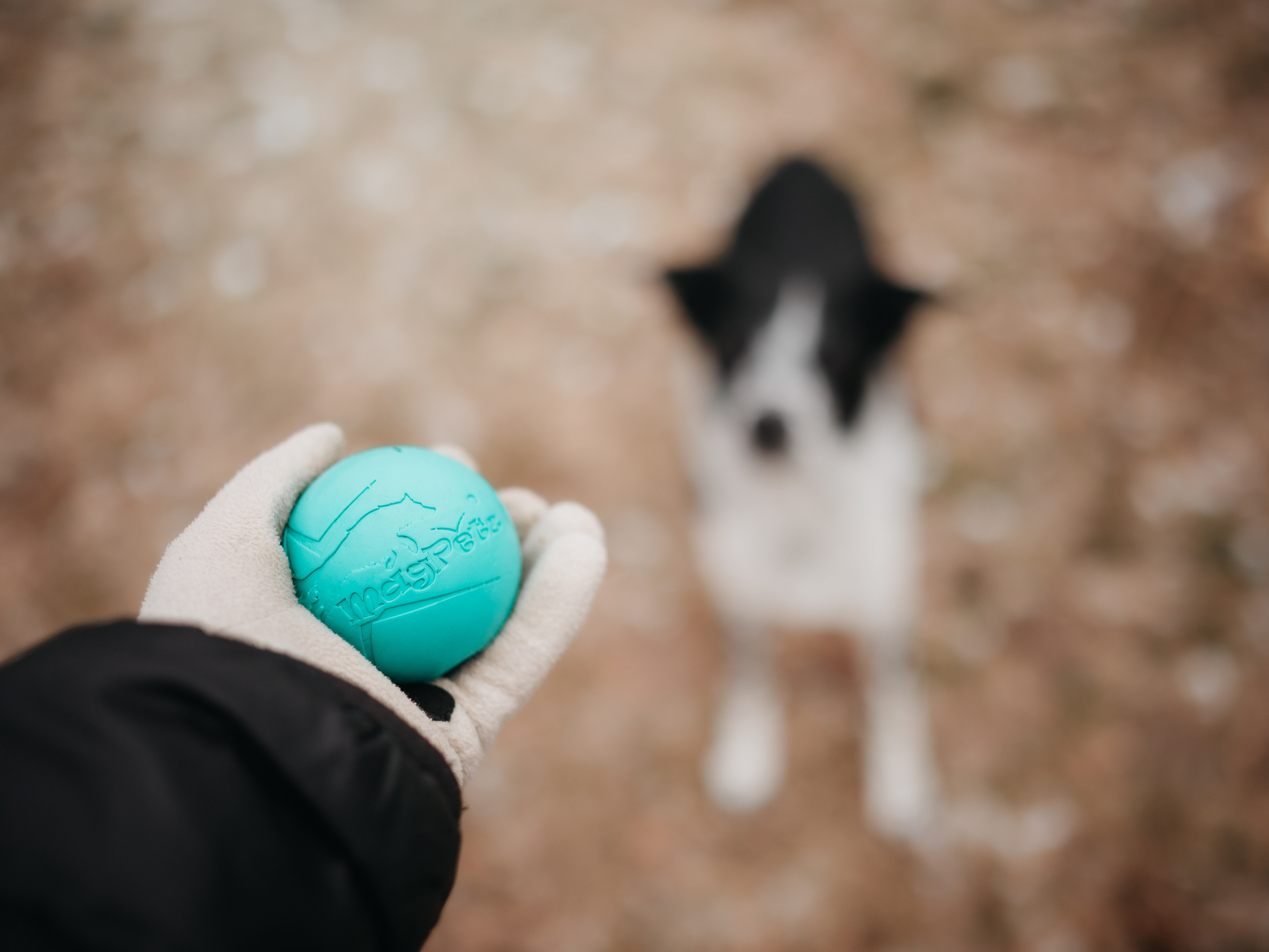 Magpetz. Семейный фотограф анималист Ананьева Мария — Москва