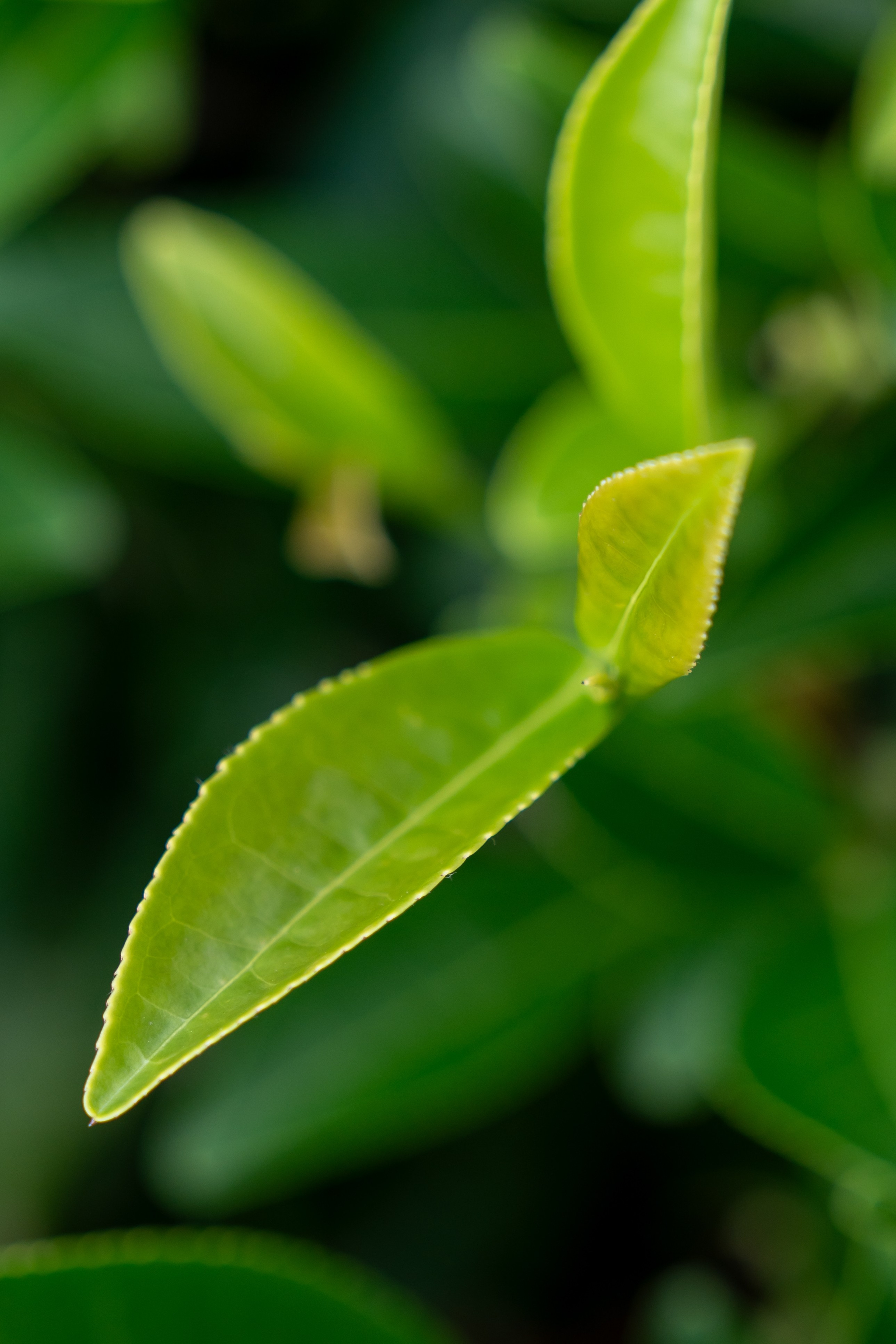 Яндекс.Еда — Сочинский чай. Репортажный фотограф в Красной Поляне и Сочи Павлюченко Екатерина