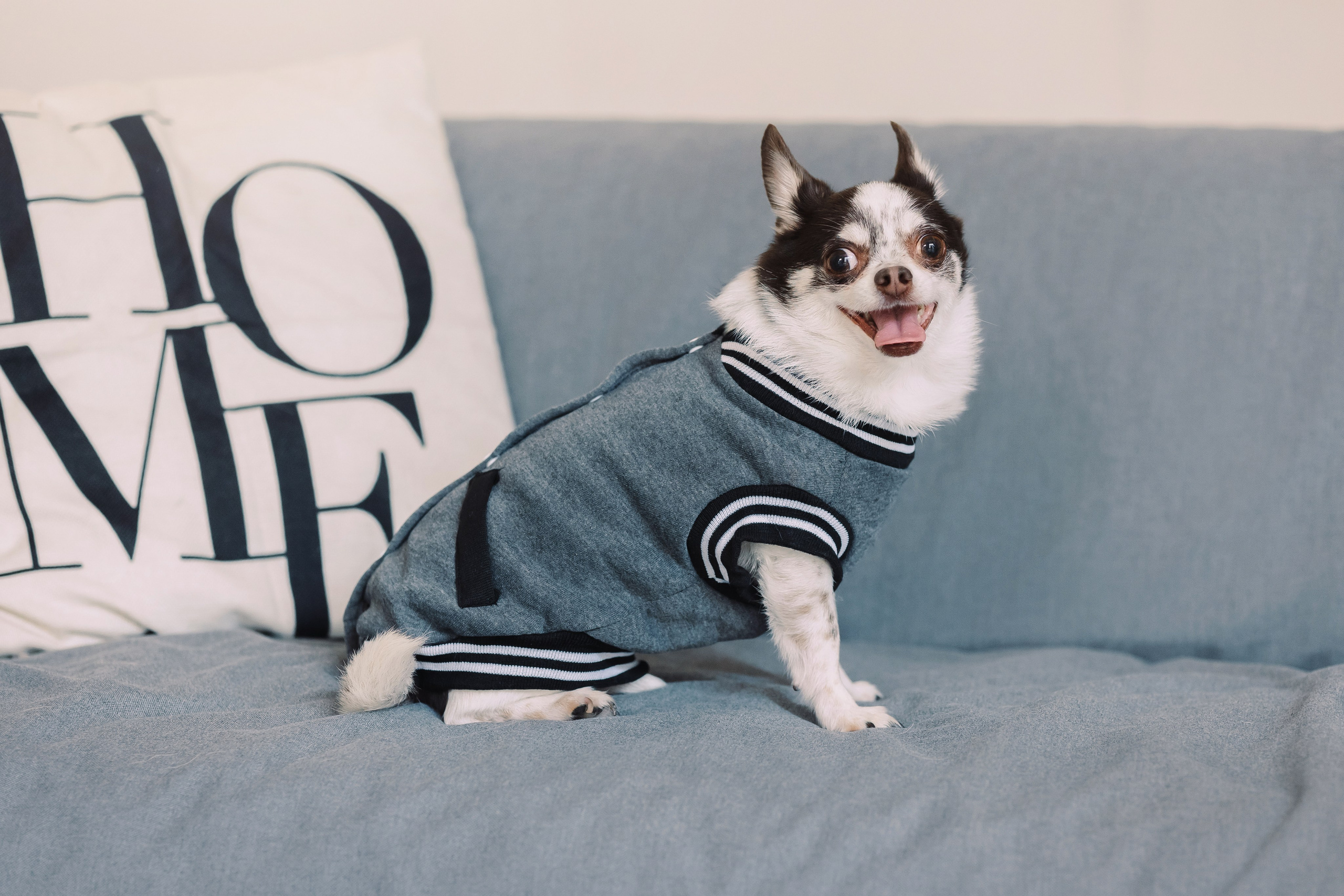 Магазин Friend of mine. Фотограф-анималист Елена Радченко, Москва