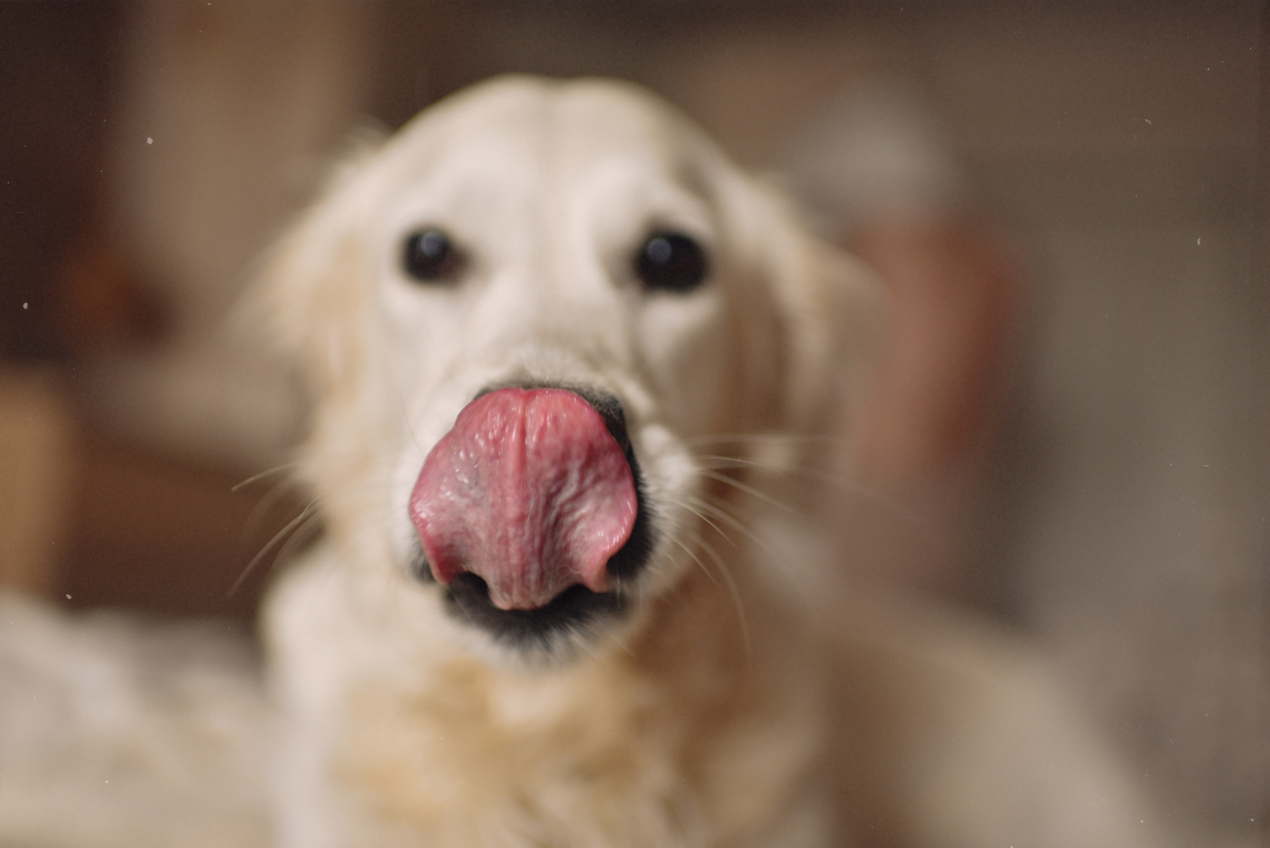 МАРГО, САША и ШАНТИ | скоро нас станет больше. Свадебный и семейный фотограф РИТА БОЧКАРЁВА