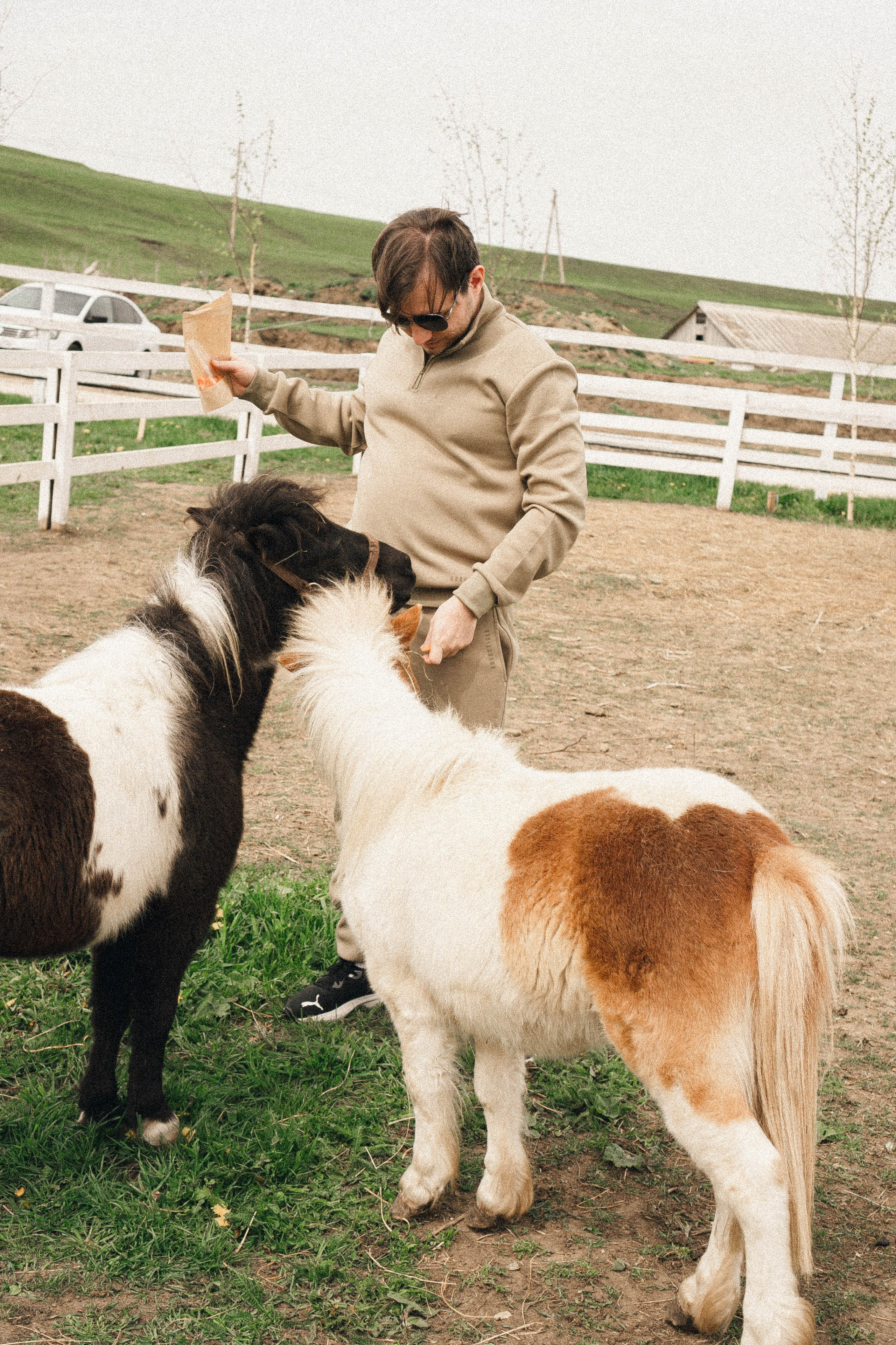Ферма Альпак. Профессиональный фотограф, Санкт-Петербург — Виктория Богомолова
