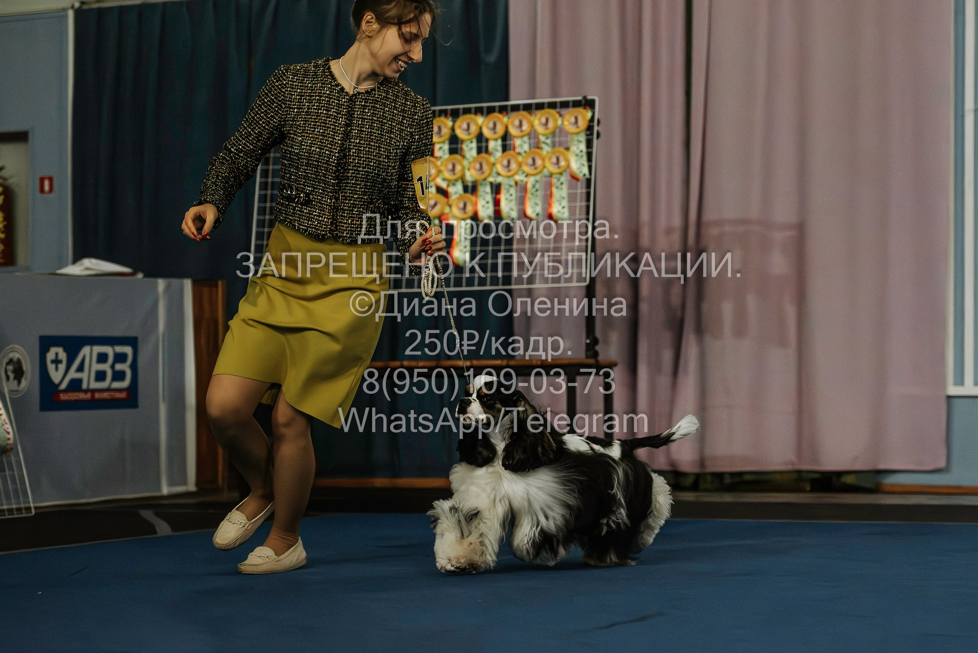 Выставка собак Красноярск 29.10.2023. Фотограф Диана Оленина Красноярск / Братск