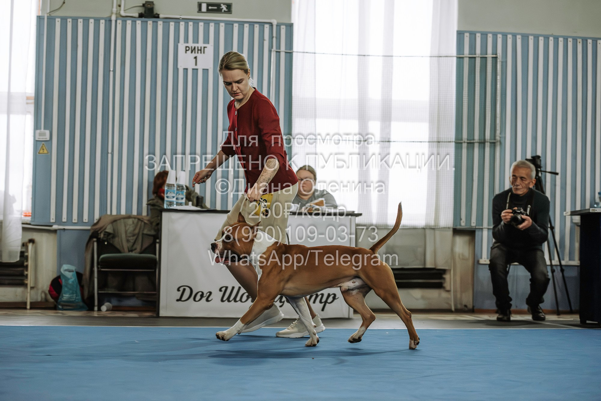 Выставка собак Красноярск 29.10.2023. Фотограф Диана Оленина Красноярск / Братск