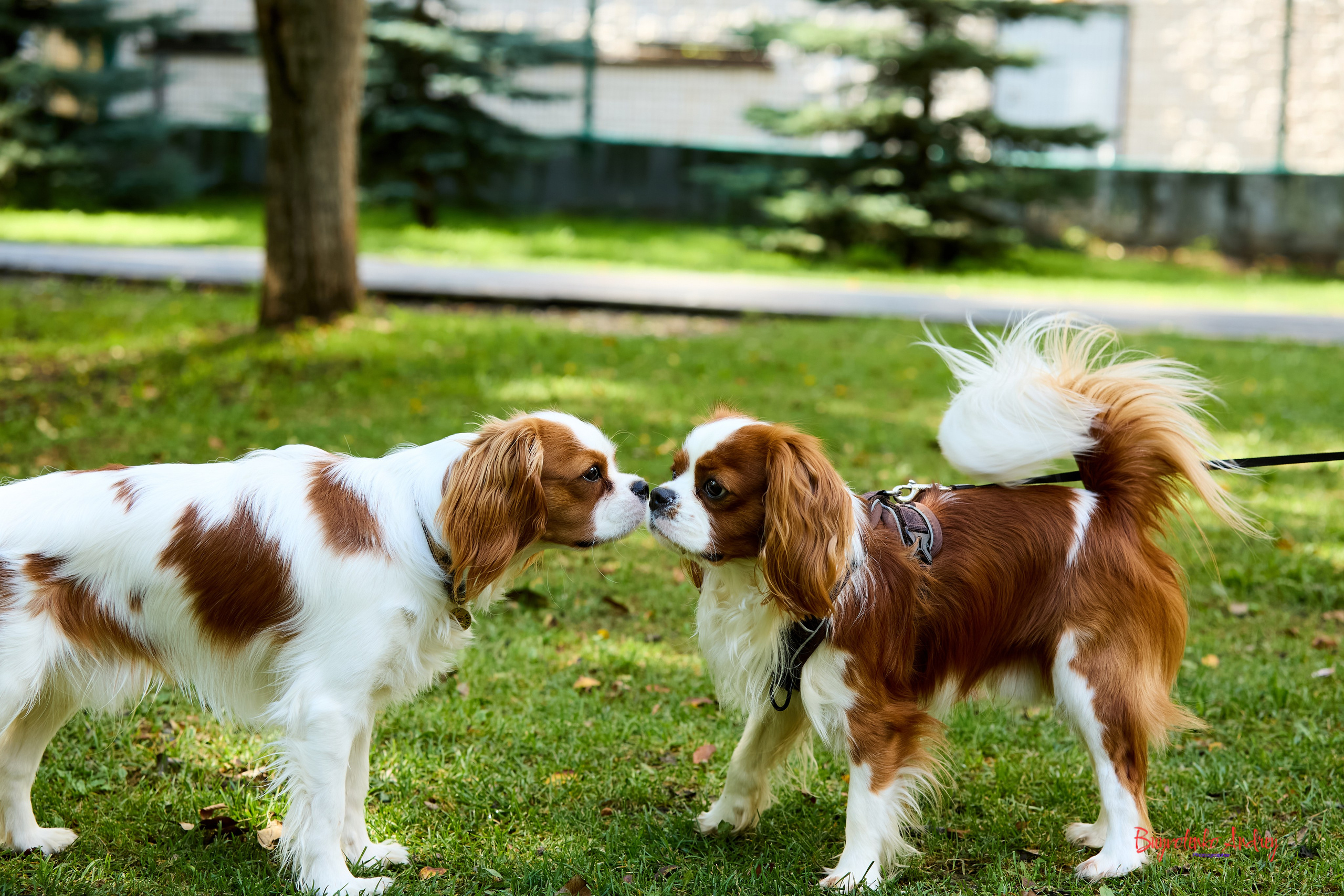 Фотопрогулка с кавалерами. Buyvolenko Andrey