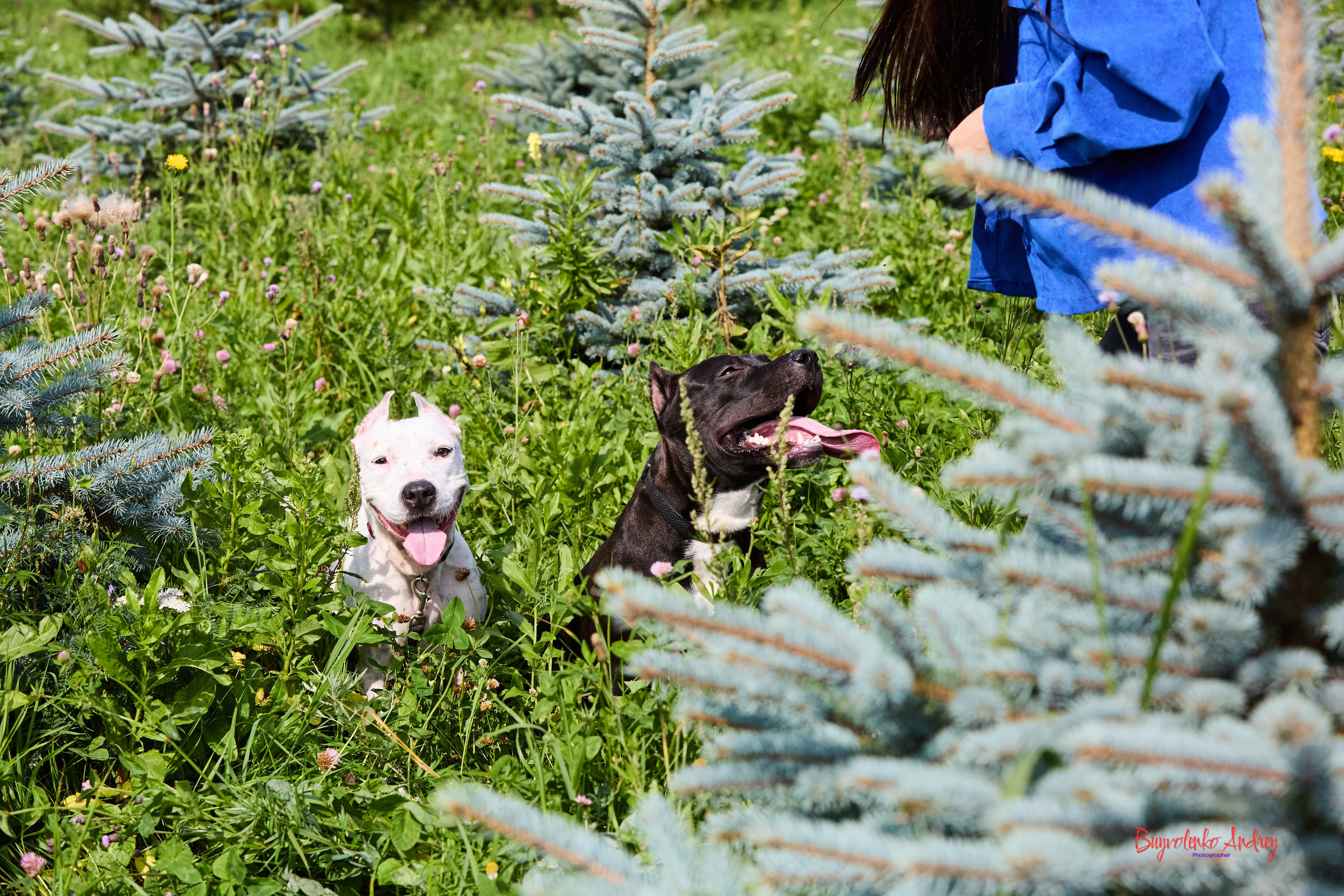 Проект фотопрогулка с хвостиком. Buyvolenko Andrey