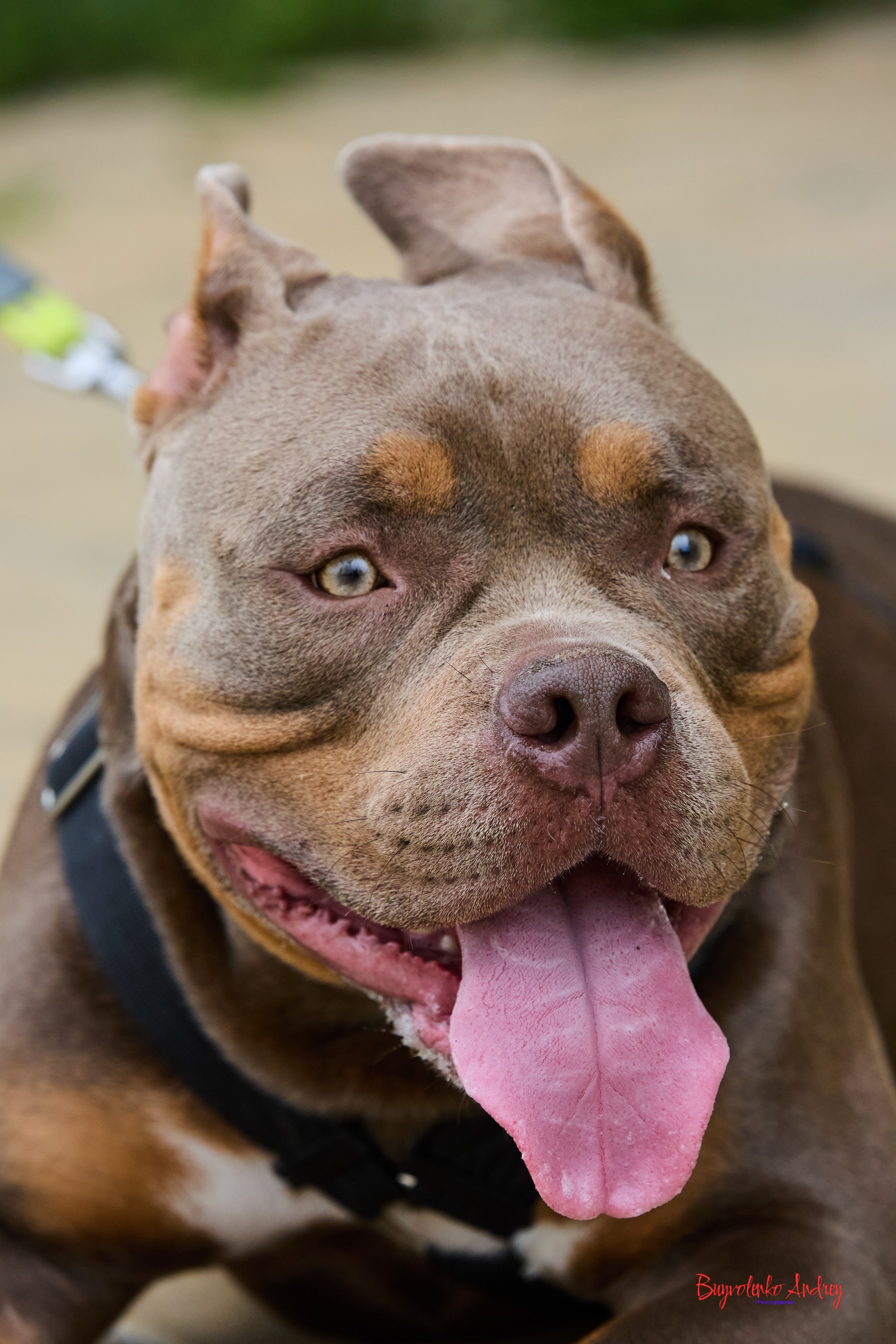 Проект фотопрогулка с хвостиком. Buyvolenko Andrey