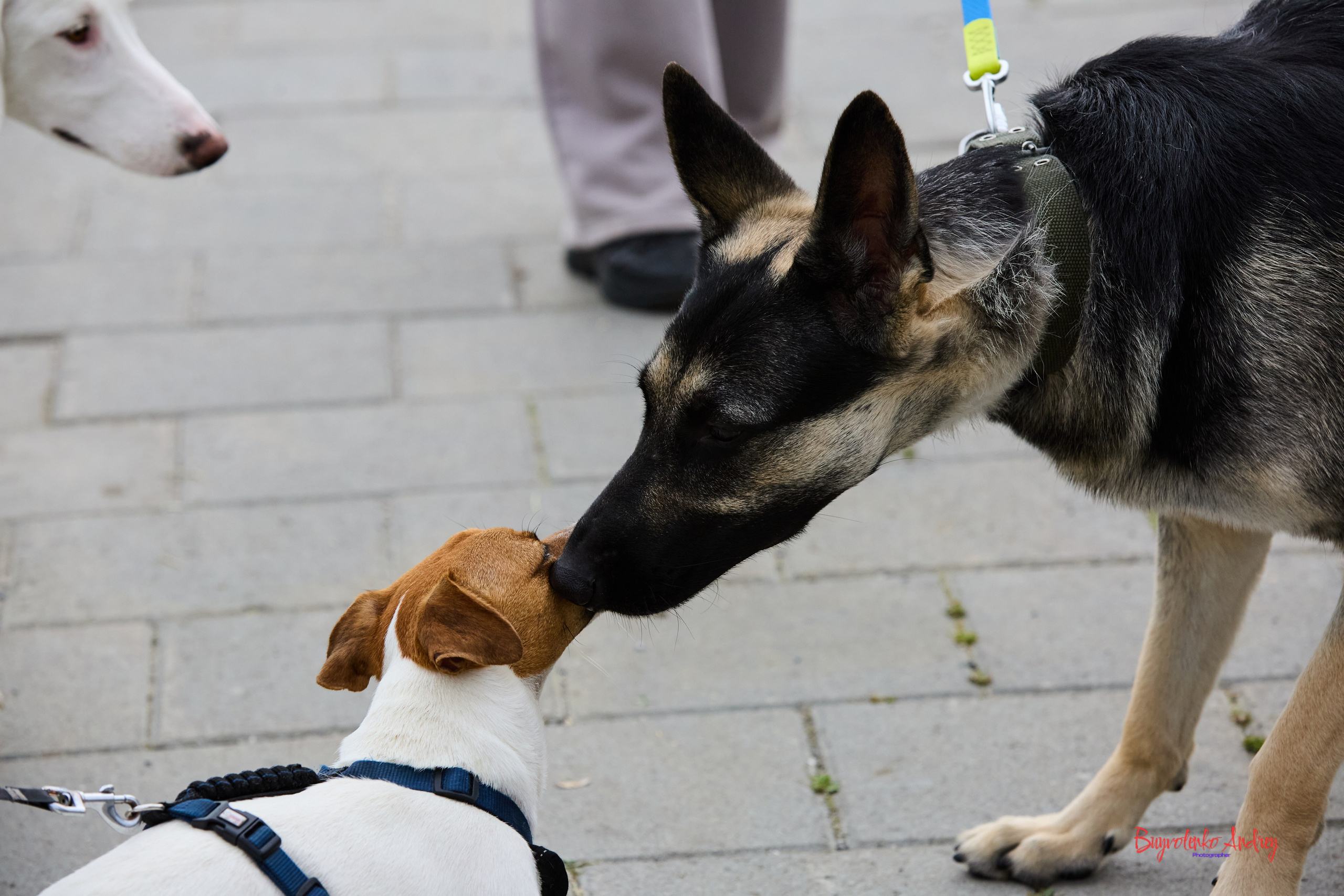 Проект фотопрогулка с хвостиком. Buyvolenko Andrey