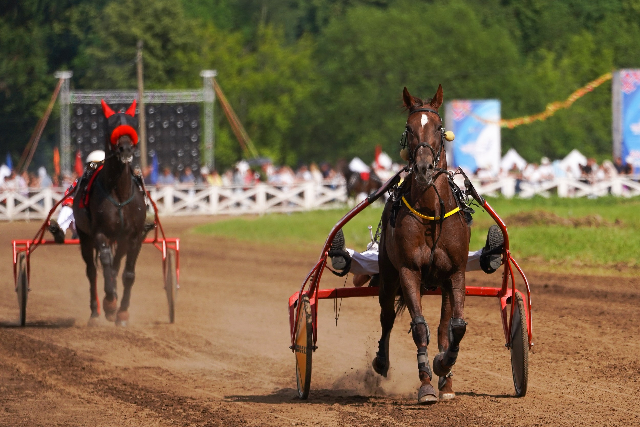 III конные бега на Кубок Главы Чувашии. Фотограф-анималист, портретный фотограф в Чебоксарах Мария Садыкова