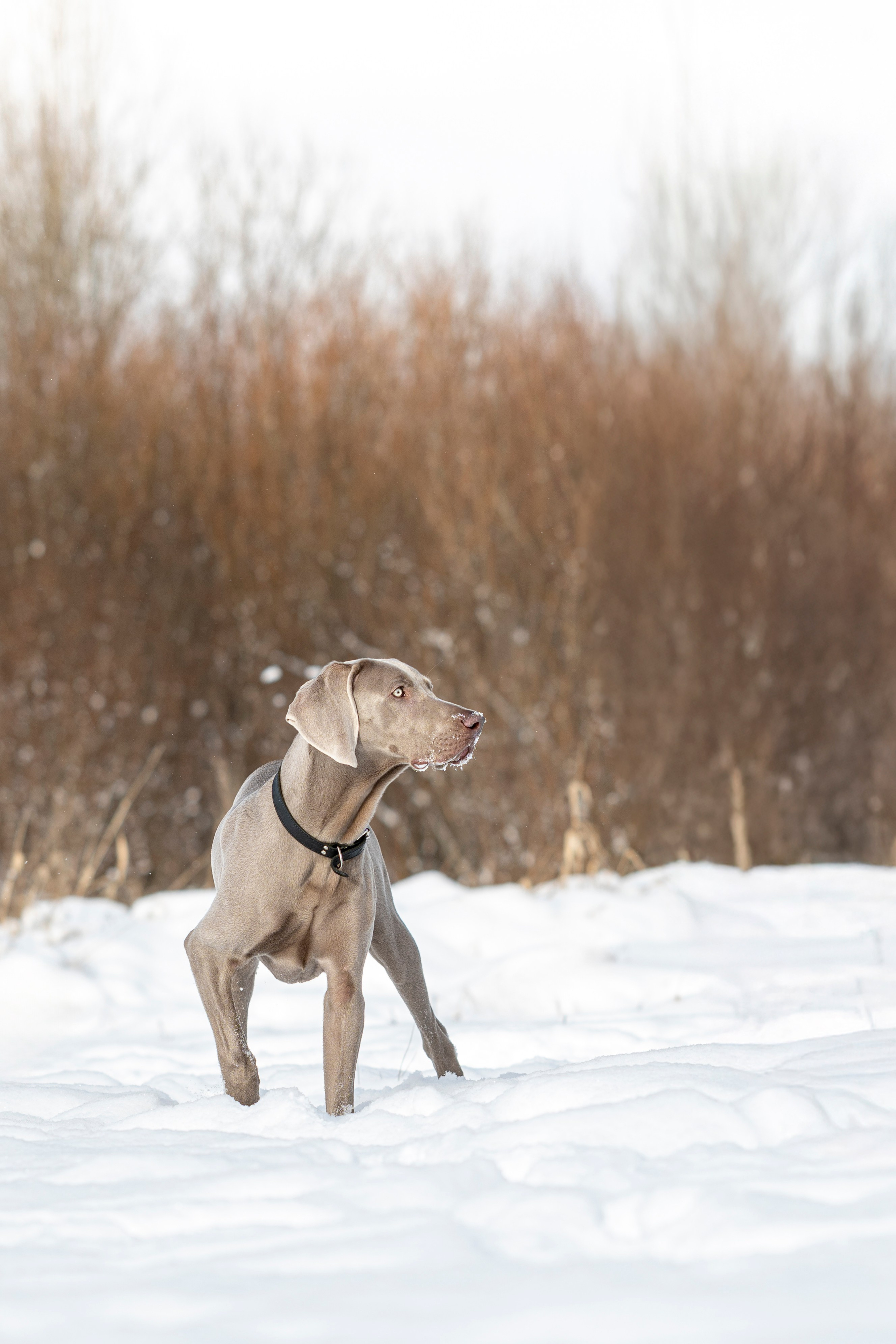 Фотопрогулка с красивой собакой. Фотограф анималист в Санкт-Петербурге Таша Крейв