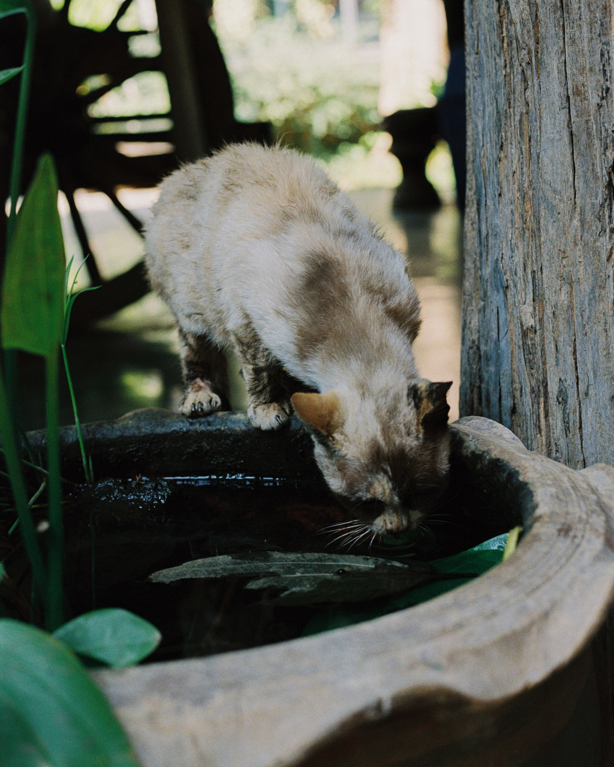 Thailand. Kirill Shashkov