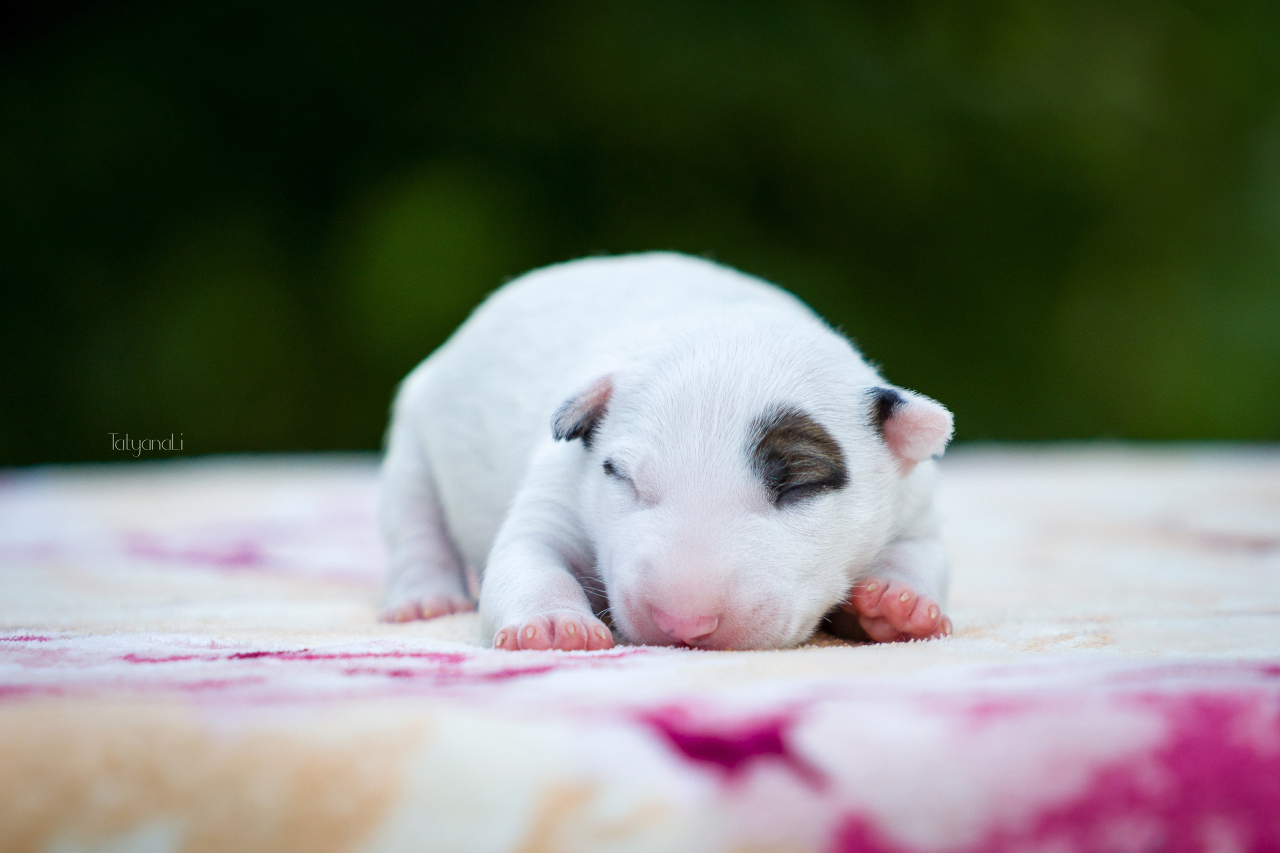 Стандартный бультерьер. Фотограф — анималист Татьяна Ли