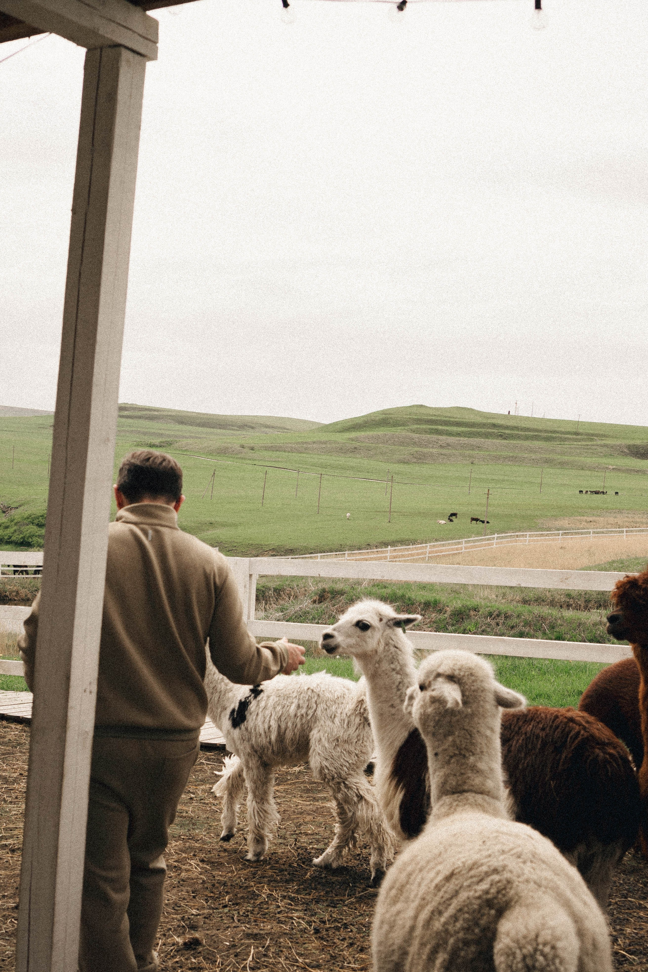 Ферма Альпак. Профессиональный фотограф, Санкт-Петербург — Виктория Богомолова