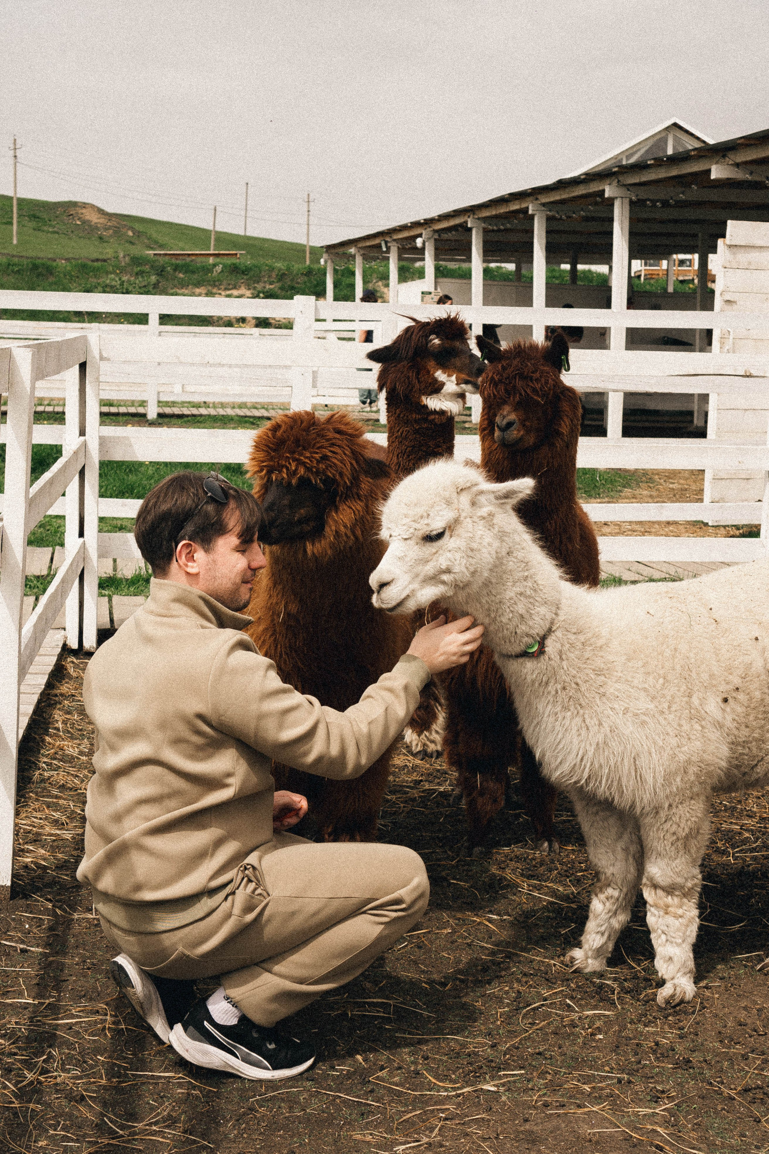 Ферма Альпак. Профессиональный фотограф, Санкт-Петербург — Виктория Богомолова