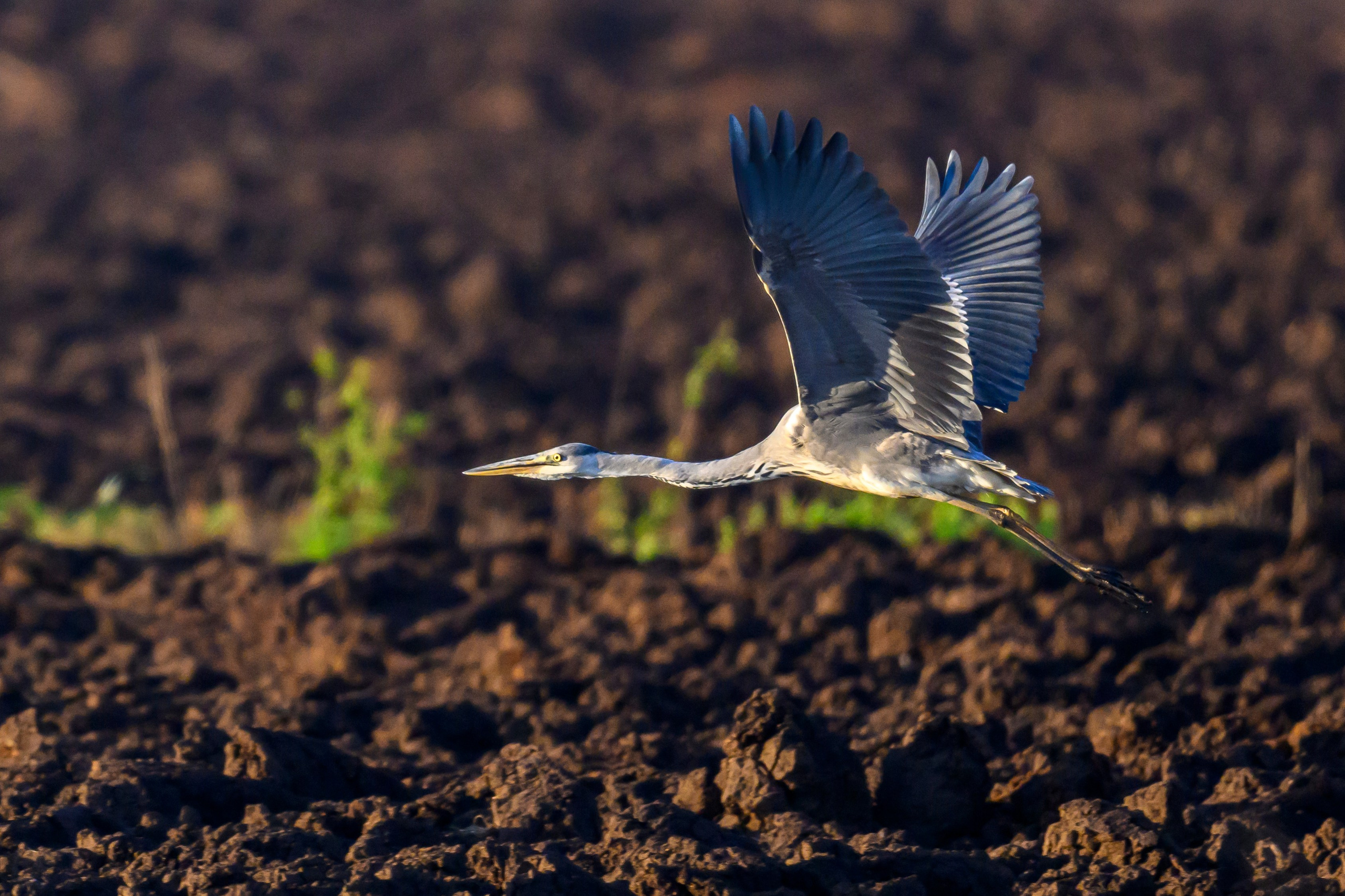 Канюк.Buzzard. Фотограф Сергей Пупонин