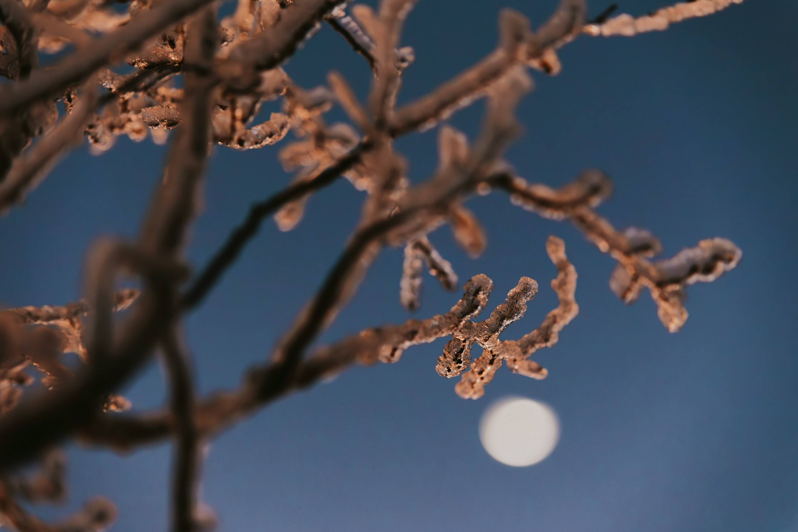 Природа. Спортивный фотограф Тремпольцева Анна