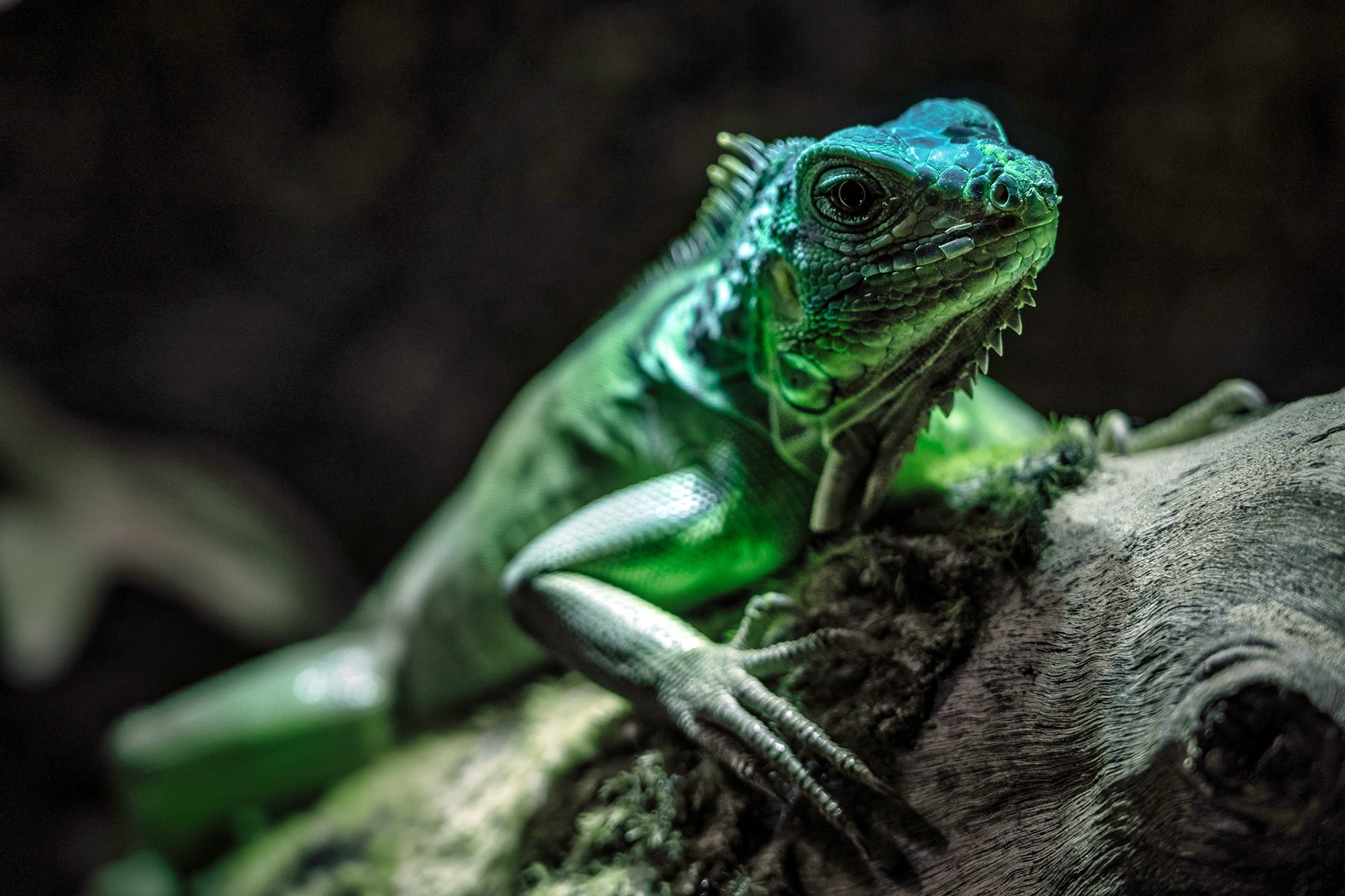 ЗООПАРК. Фотограф Владимир Остапенко