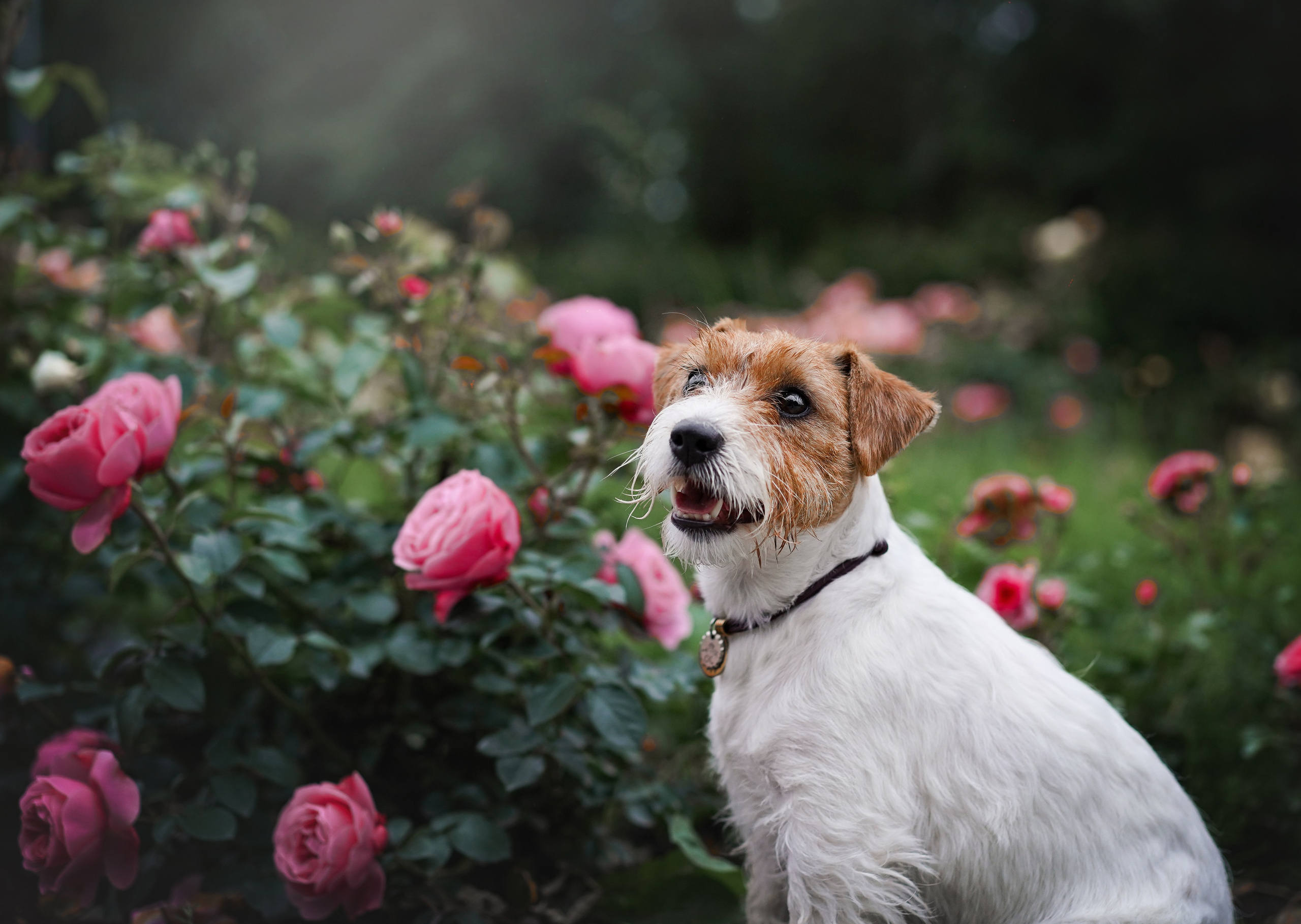 Люба и Тося. Фотограф-анималист в Санкт-Петербурге Яна Мартынова