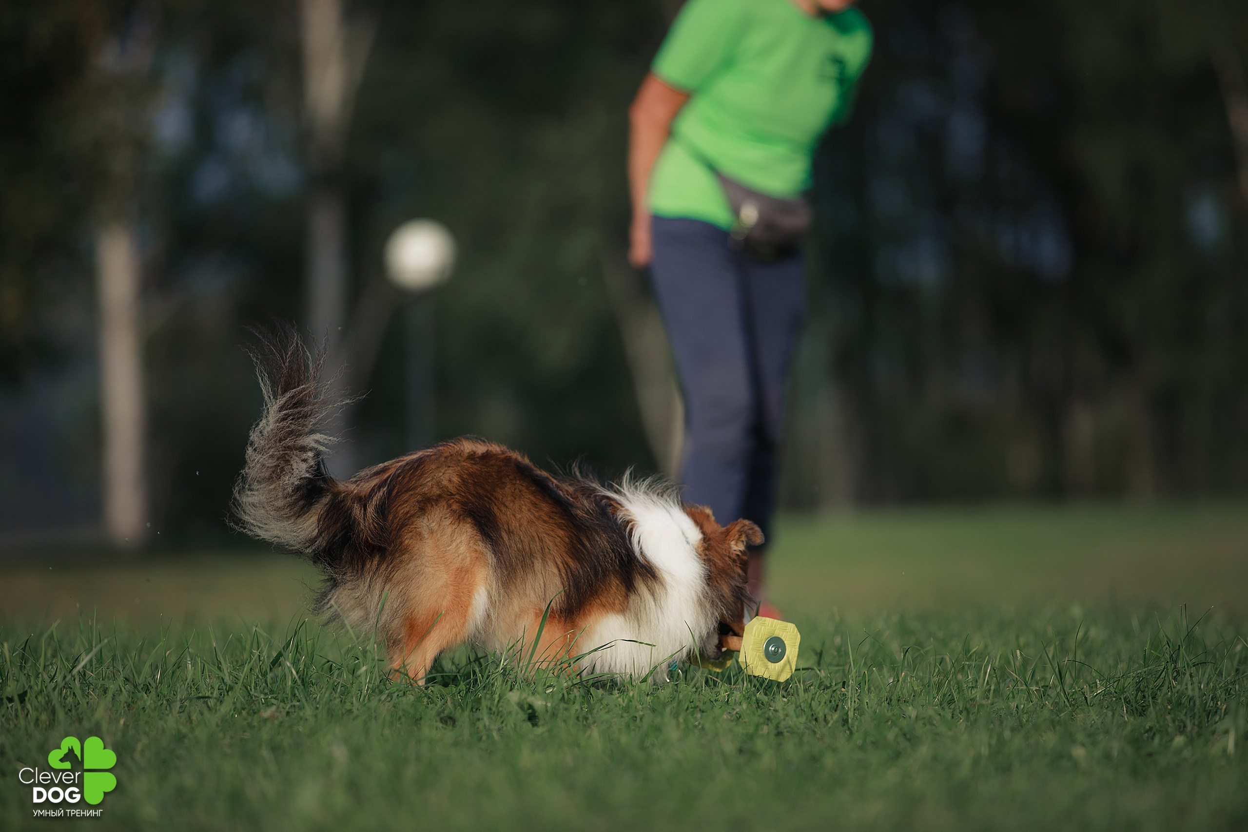 Кинологический лагерь CleverDog, 2024. Фотограф-анималист Mary Mart — Москва, Питер