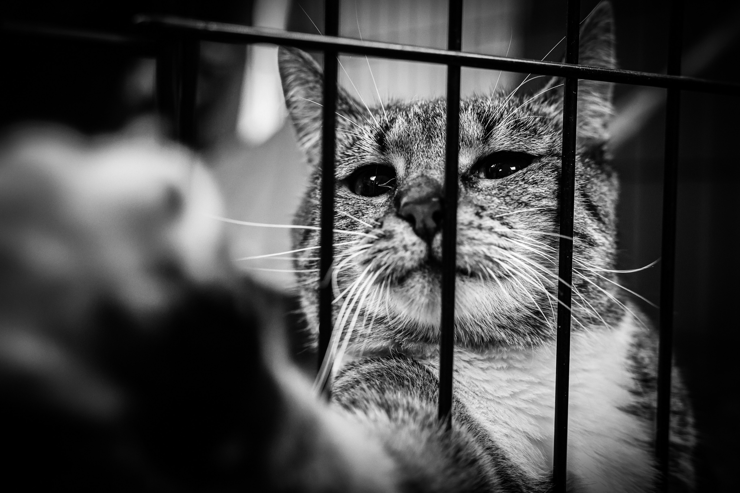 МУР КОША. Ekaterina Ageeva