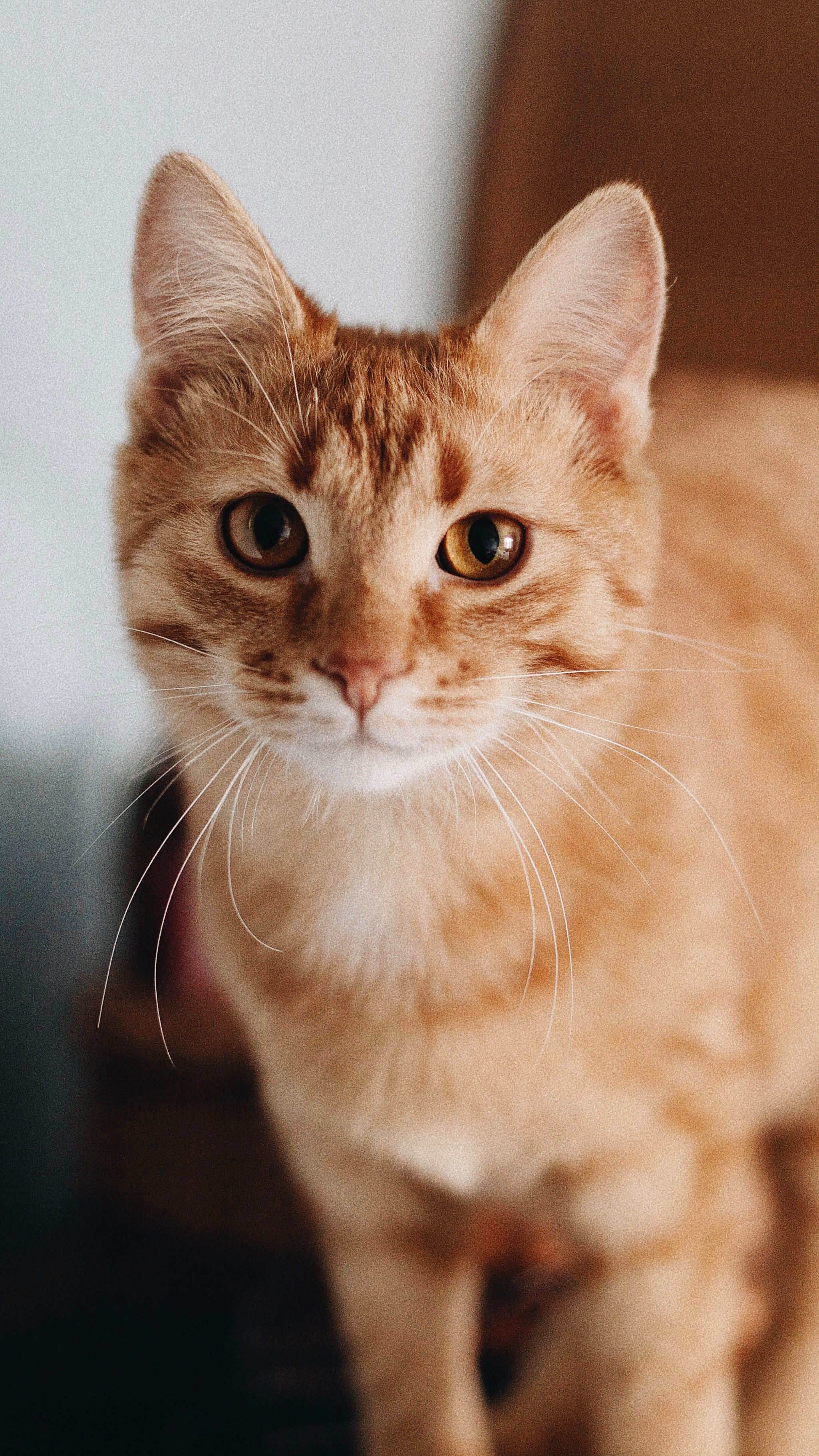 Катя, Булочка и Пирожок дома. Фотограф анималист Кристина Карпова, Москва