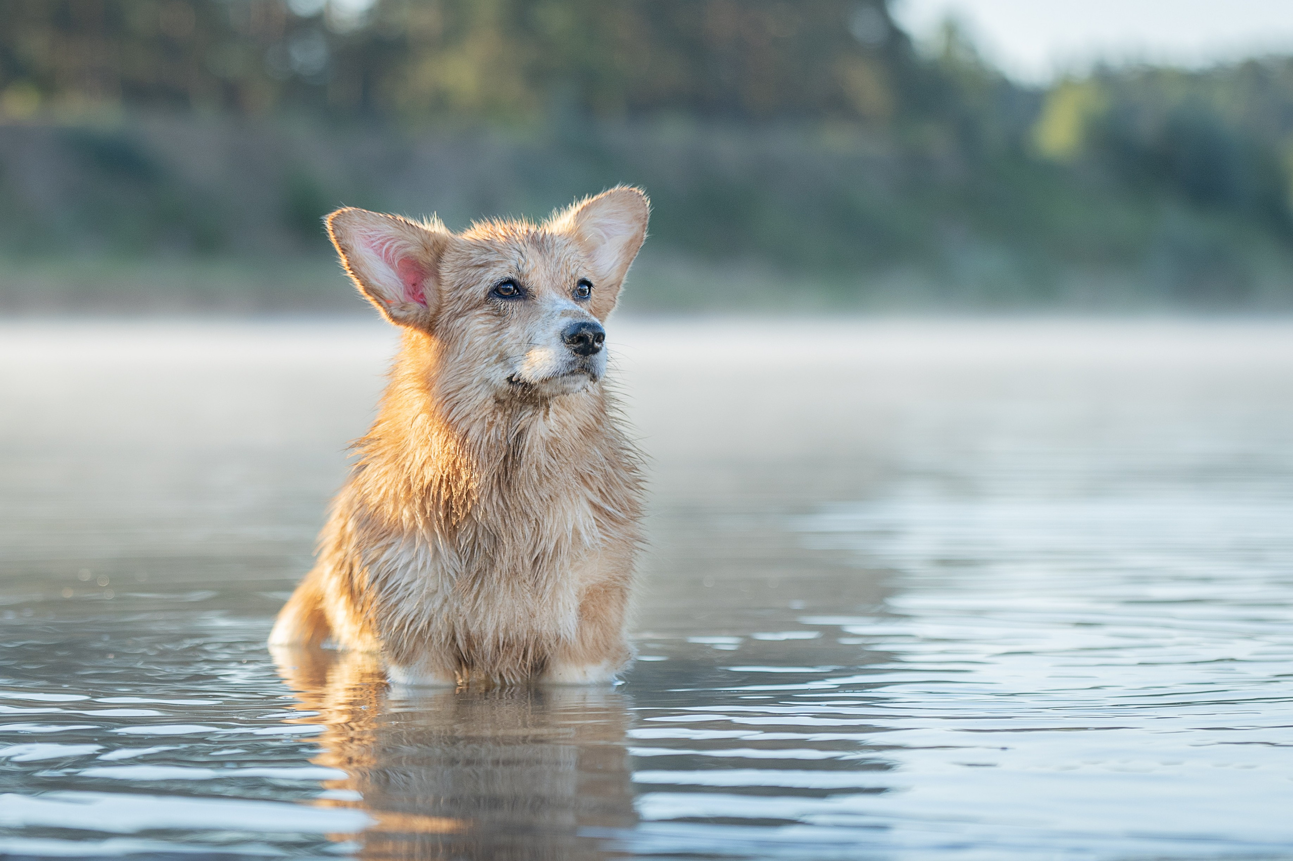 Рассвет. Фотограф-анималист Александра Шеремет