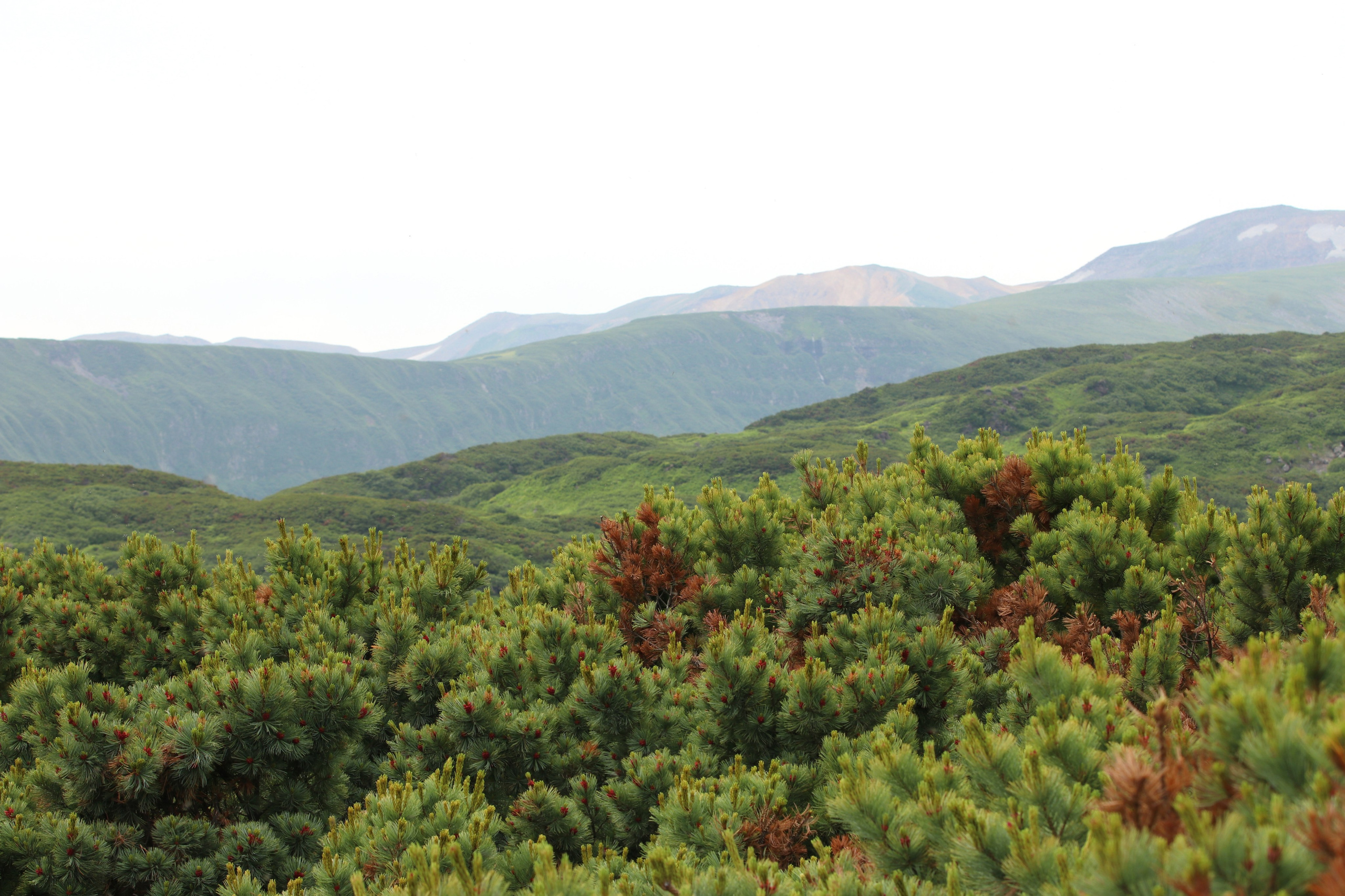 Камчатка и о. Парамушир. Июль 2024. Путешественник-фотограф из Санкт-Петербурга Татьяна Свистулина