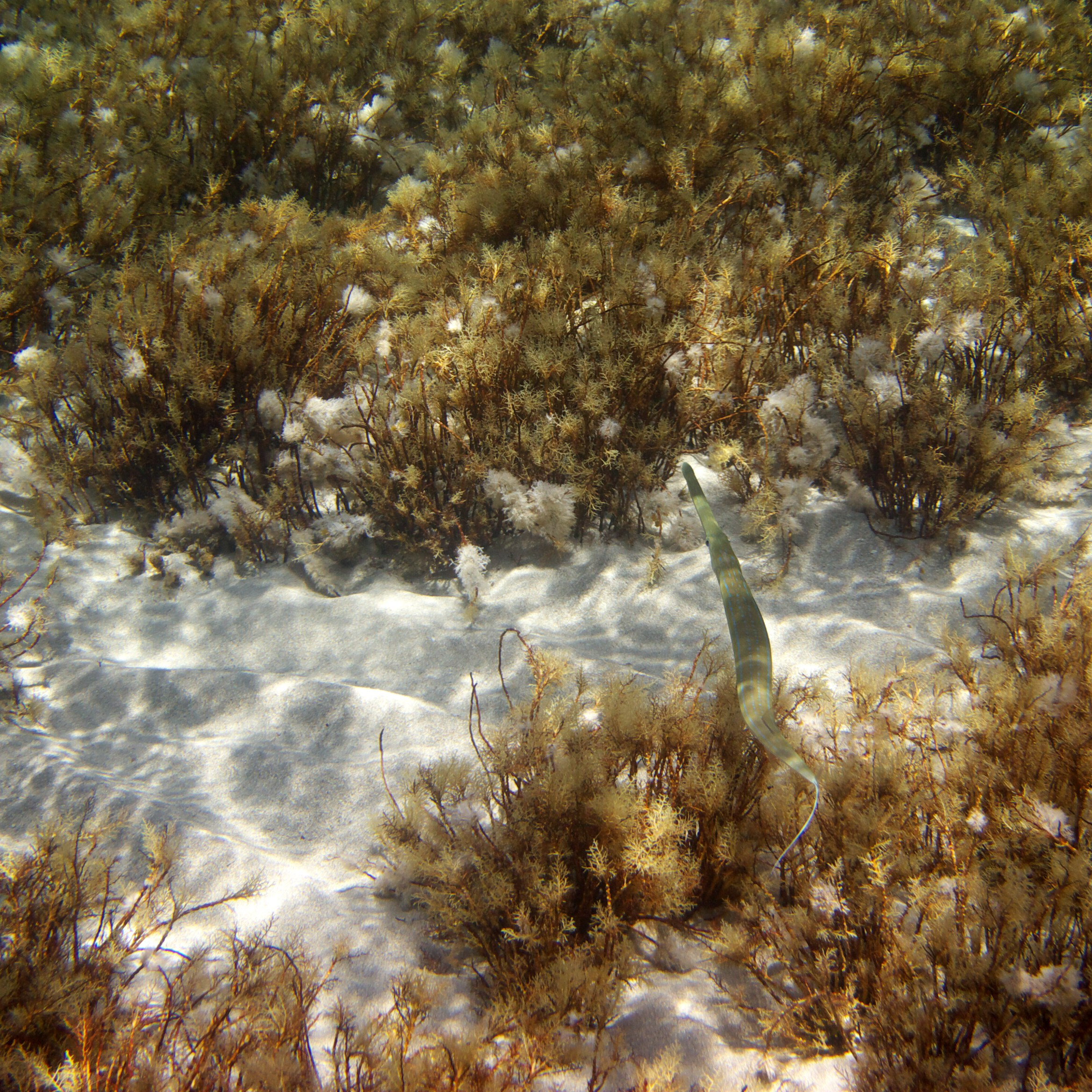 Под водой. Миша Печёнкин | фотография