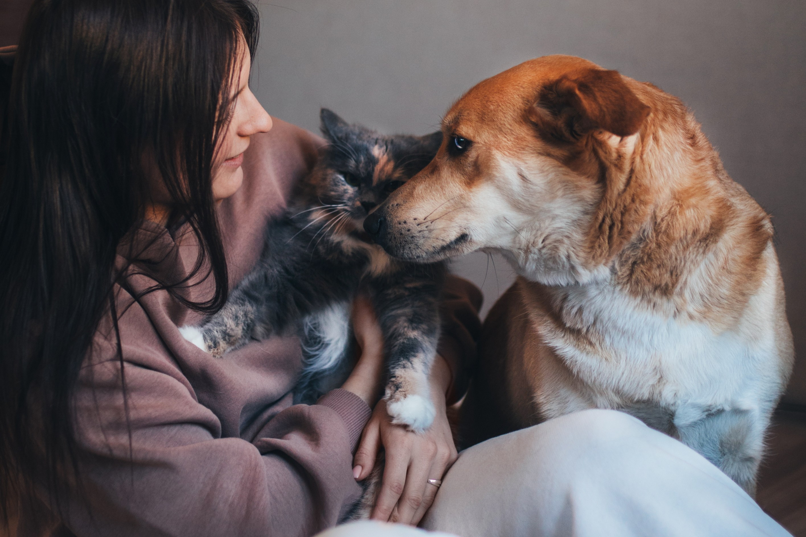 Фотосессии с собаками. Главная