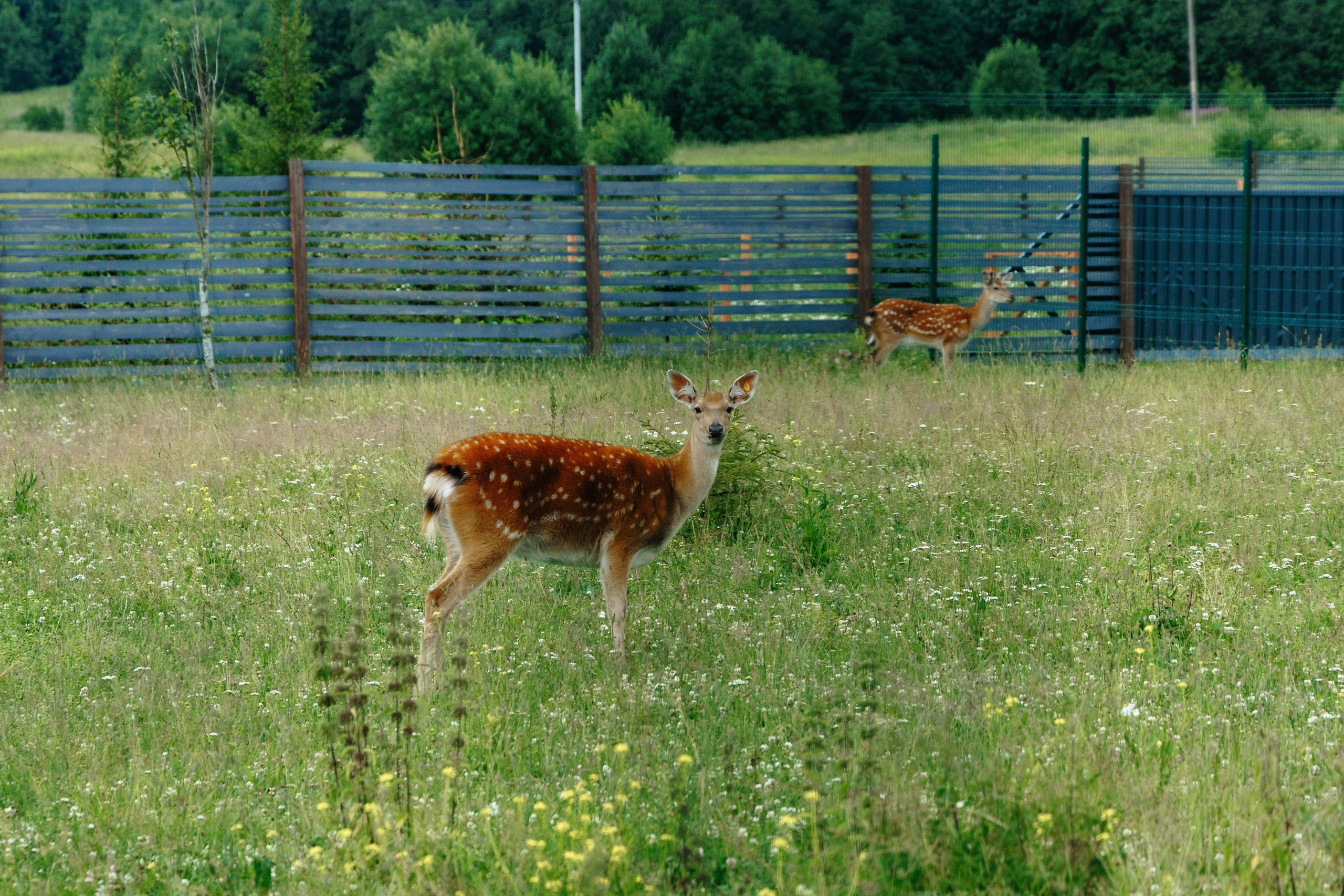 Данил и Любовь, мои фото с этого праздника. я был гость). Свадебный и семейный фотограф в г. Волхов Алексей Кочерыжкин