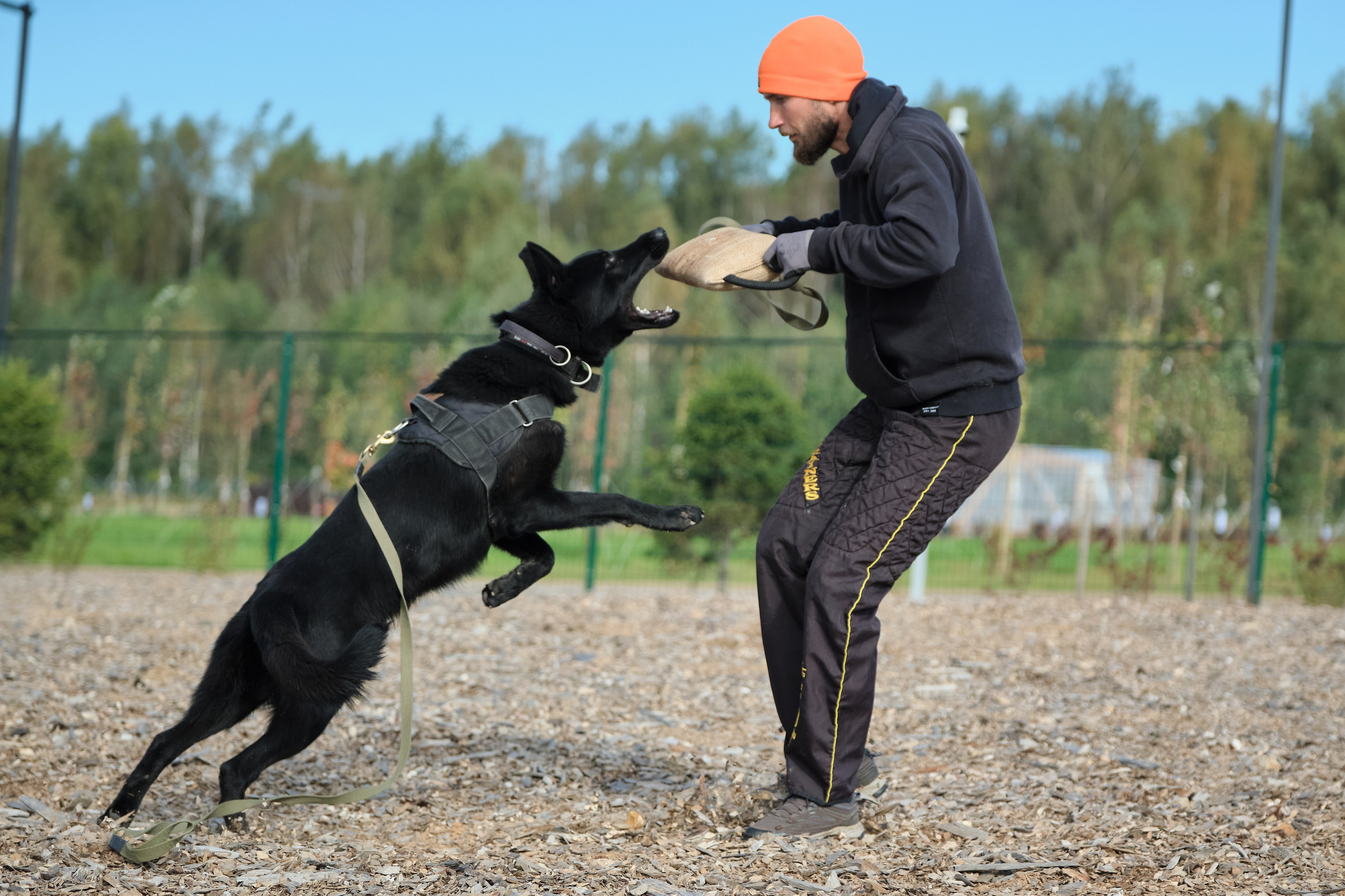 Фотосъемка немецких овчарок, фотосъемка тренировки рабочих собак, фотограф анималист, фотосъемка сдачи ЗКС, igp
