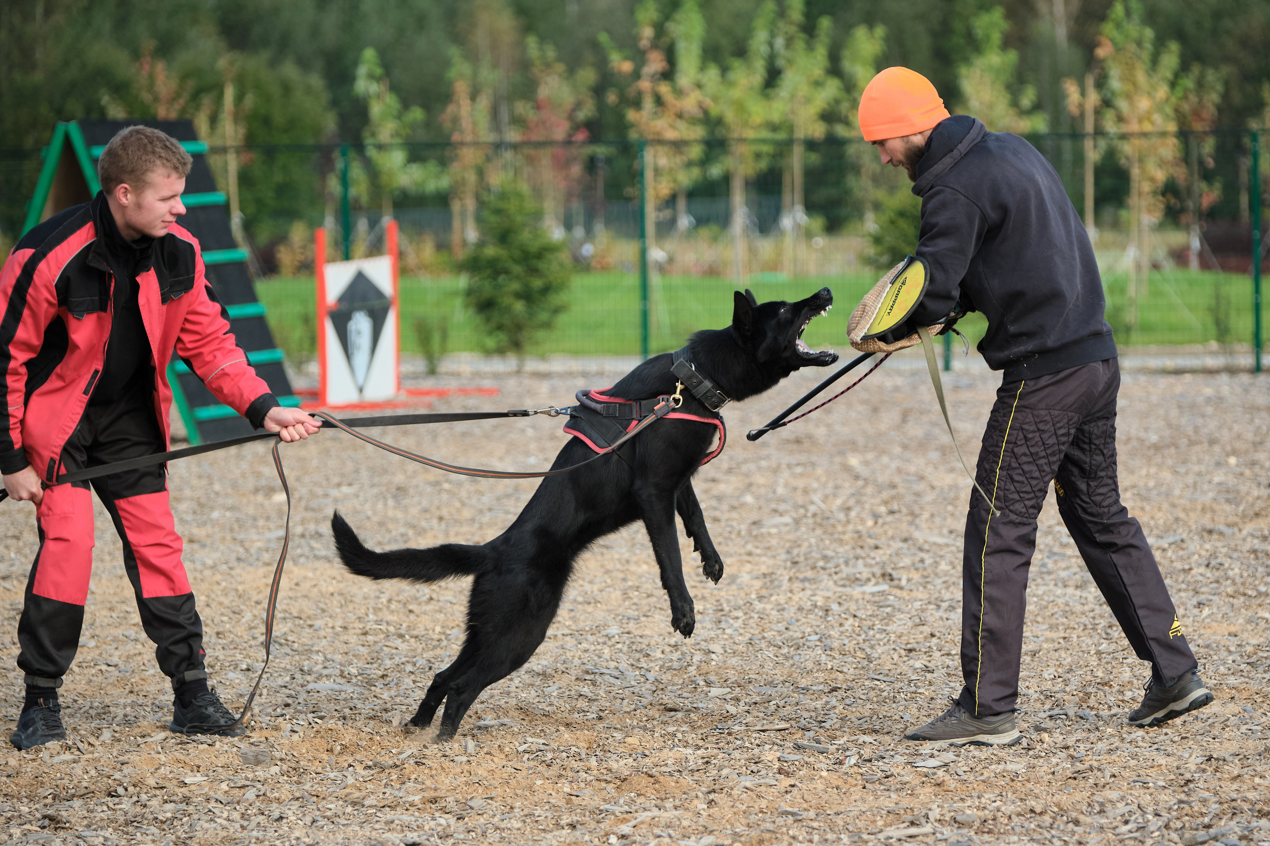 Фотосъемка немецких овчарок, фотосъемка тренировки рабочих собак, фотограф анималист, фотосъемка сдачи ЗКС, igp