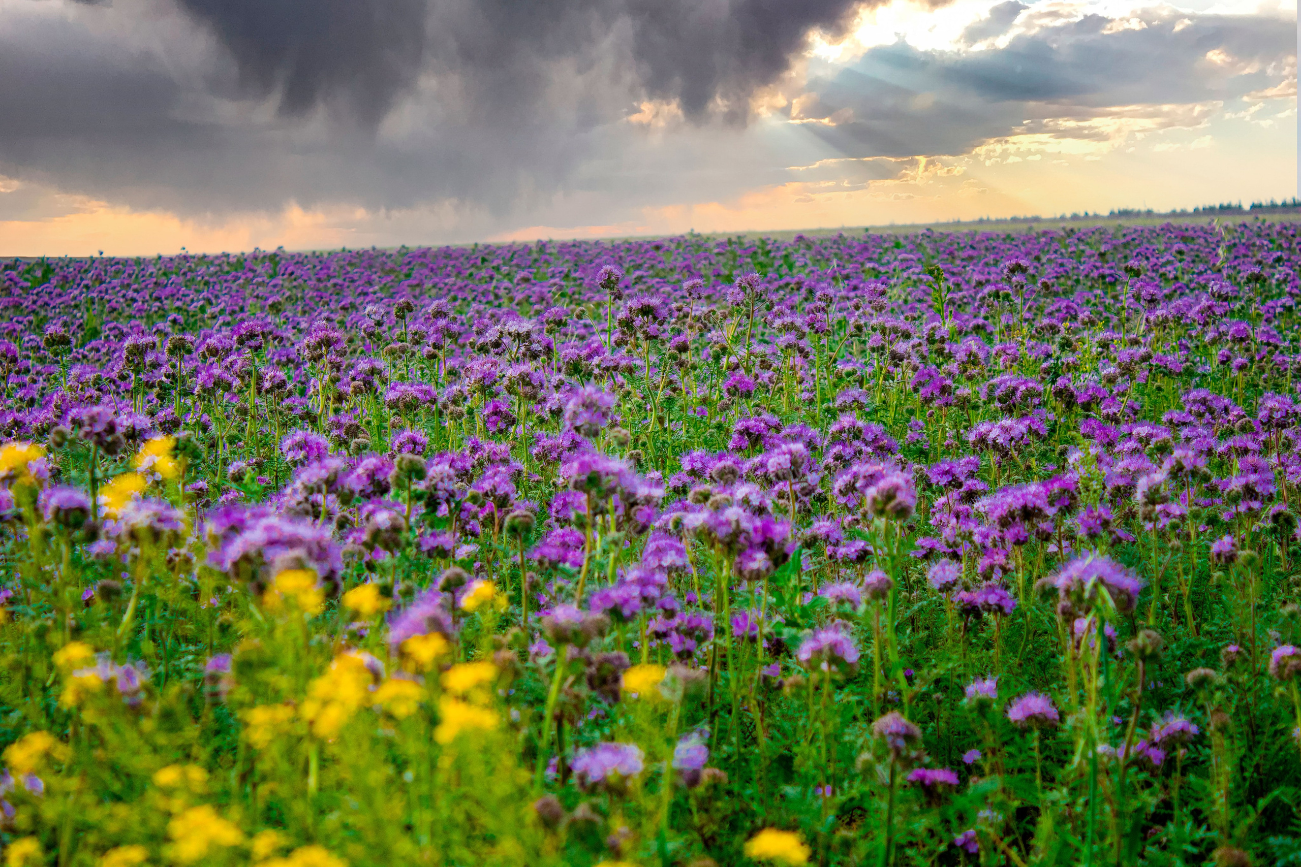 Вдохновение. Бутакова Елена фотограф в Екатеринбурге