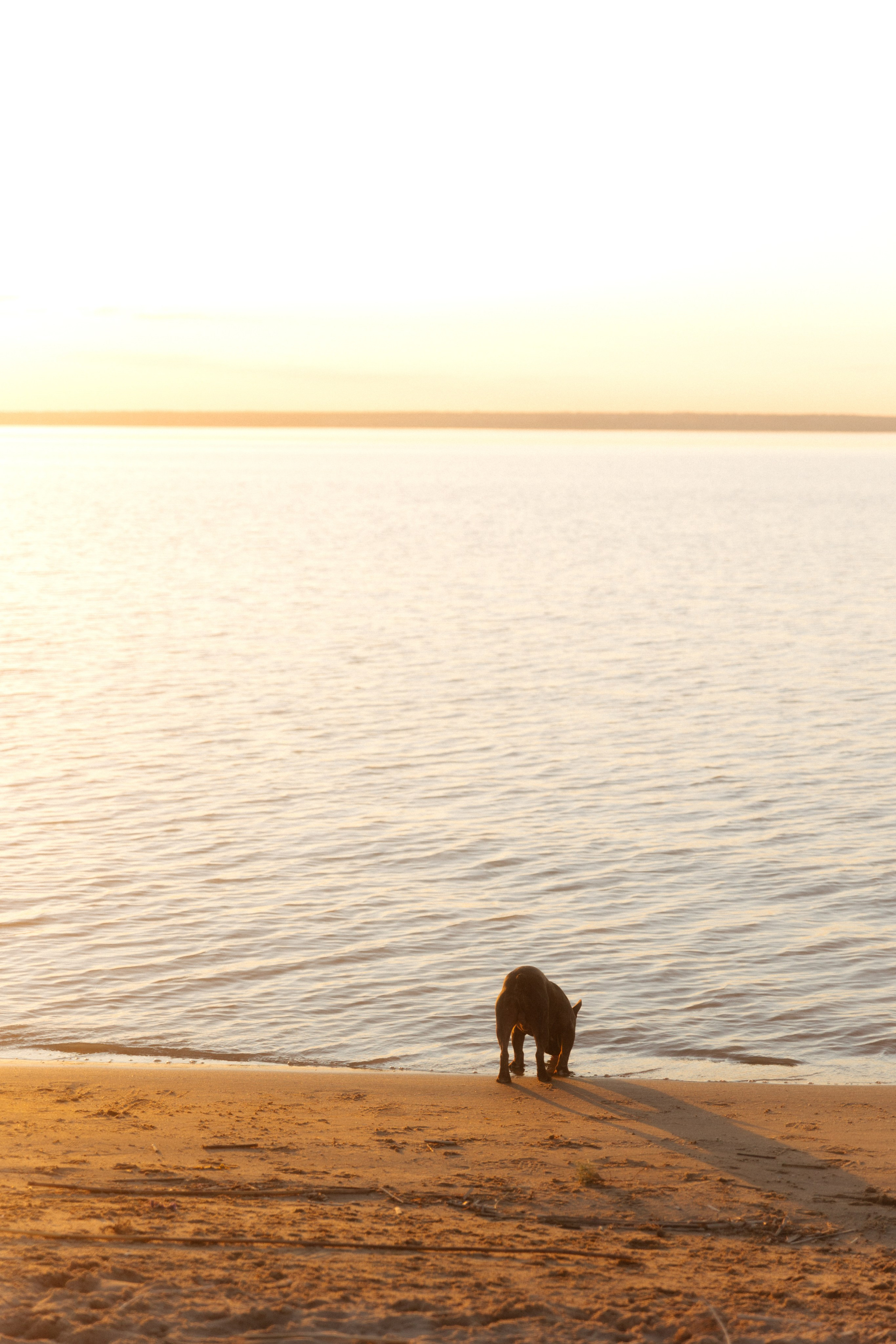 Ласточки. Свадебный и семейный фотограф Юлия Сафронова