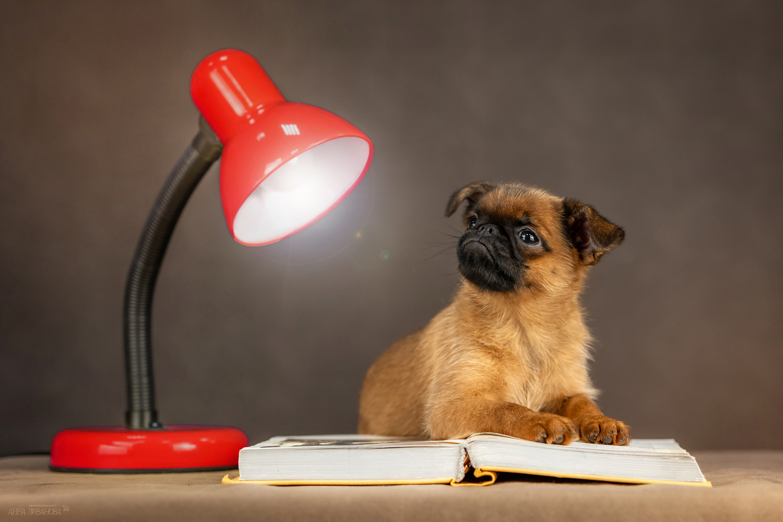 Гриффончики. Фотограф анималист Аня Ливанова | Рыбинск