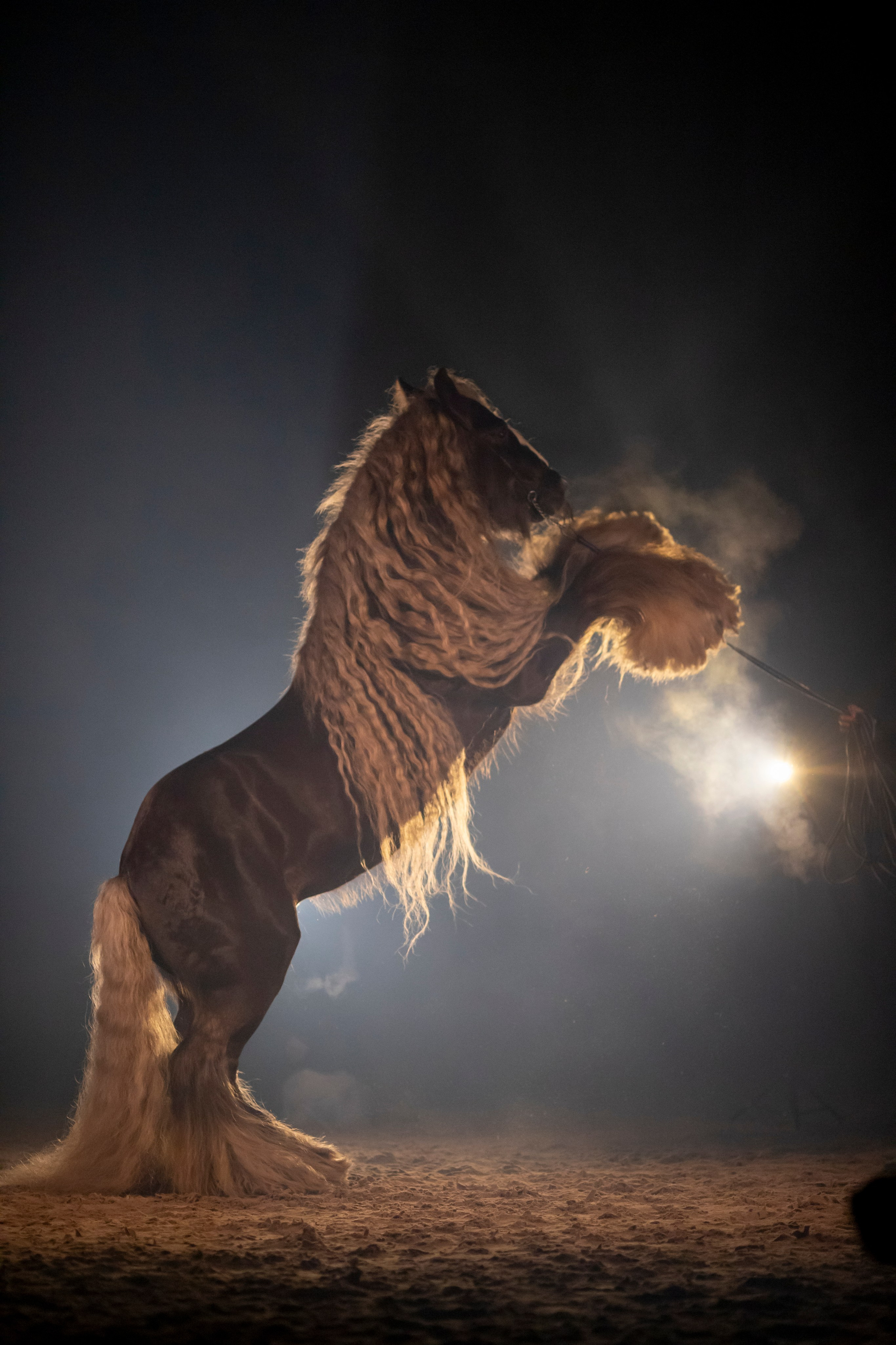 Животные. Фотограф в Москве и в Московской области Сандра