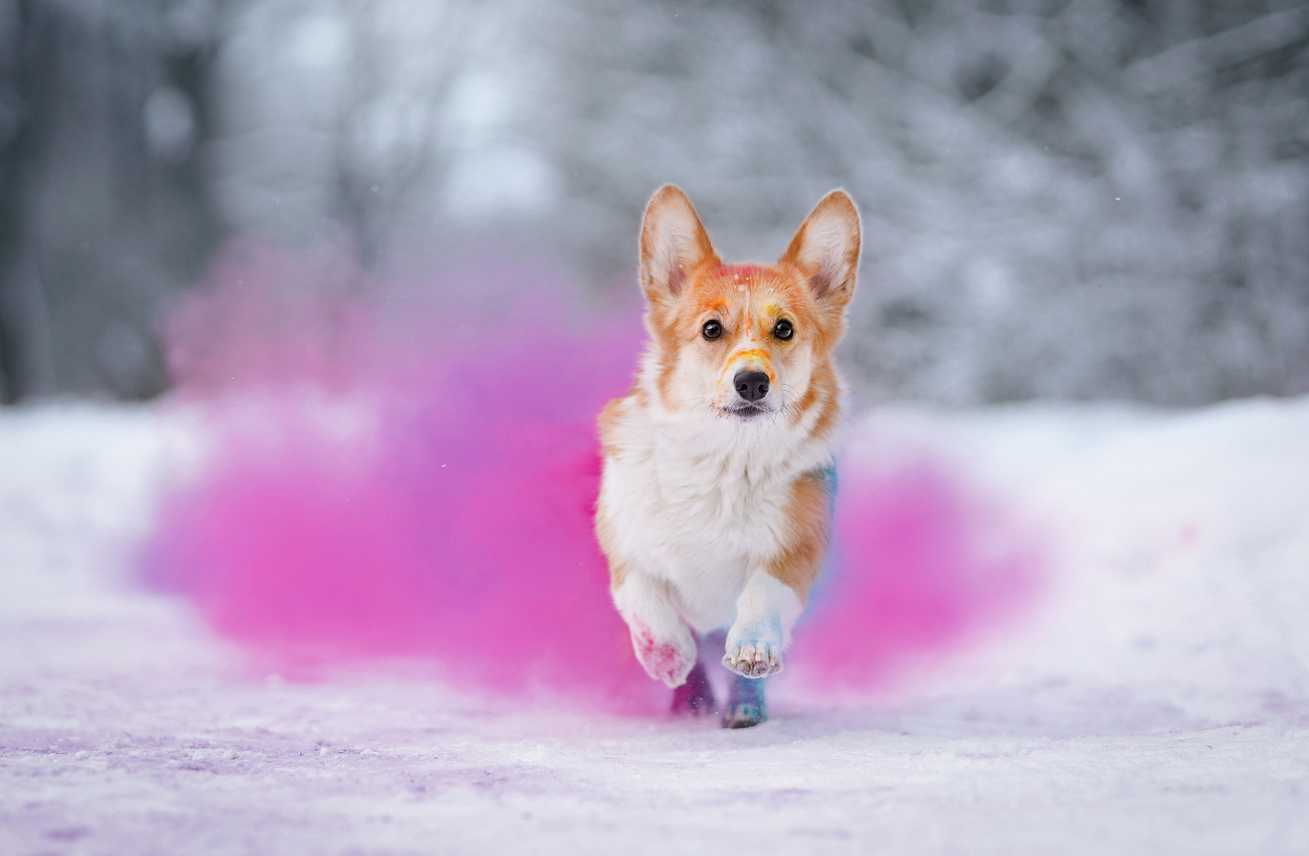 Кристина и Лаки. Фотограф-анималист в Санкт-Петербурге Яна Мартынова