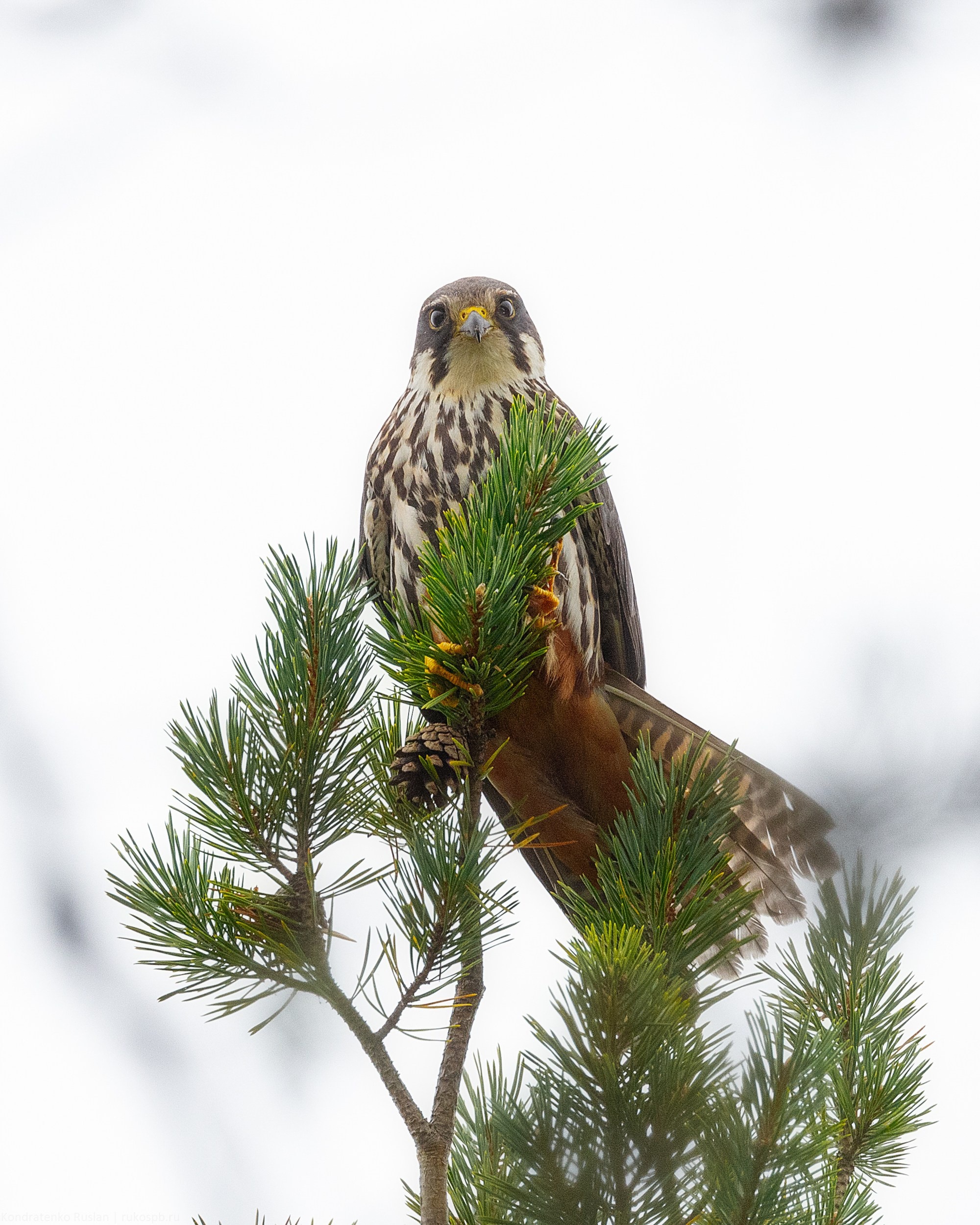 Чеглок. Архитектурный и пейзажный фотограф Кондратенко Руслан, Санкт-Петербург