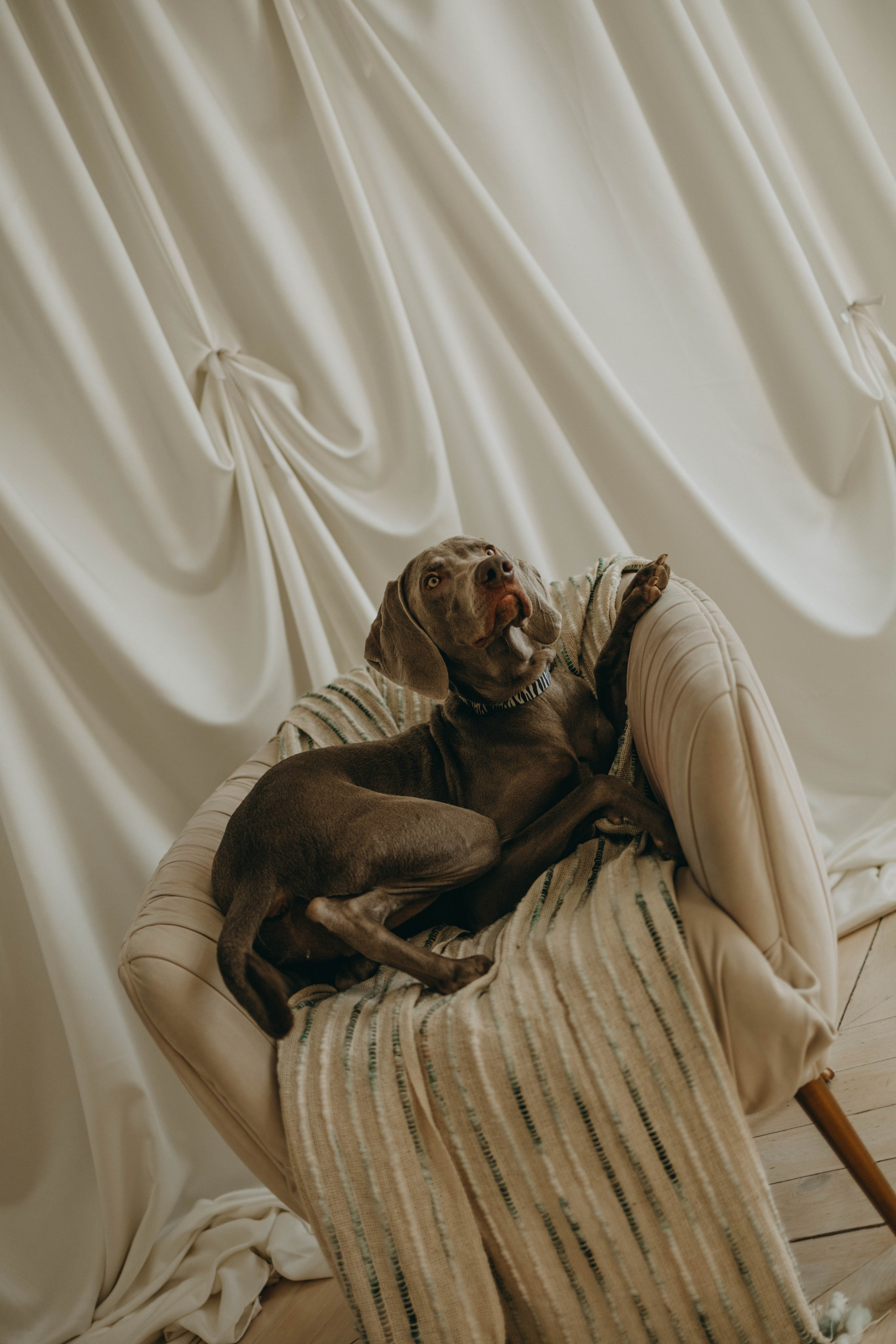 Фотосессия в студии с собакой. Фотограф-анималист в Екатеринбурге | Кристина