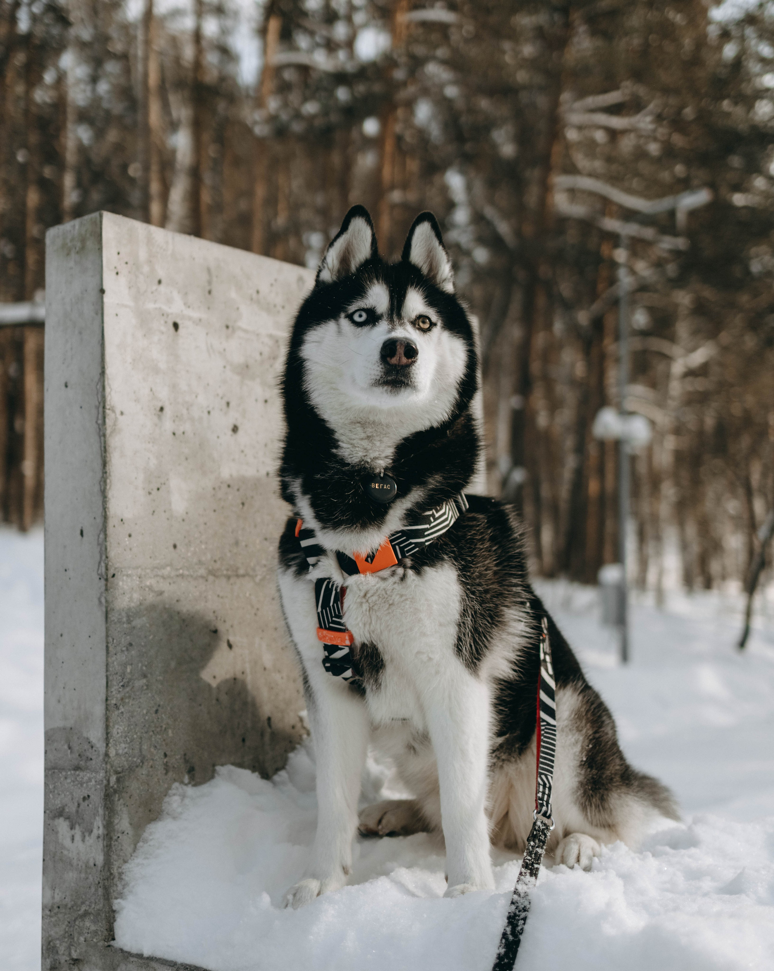 Анна и Вегас. Фотограф-анималист в Екатеринбурге | Кристина
