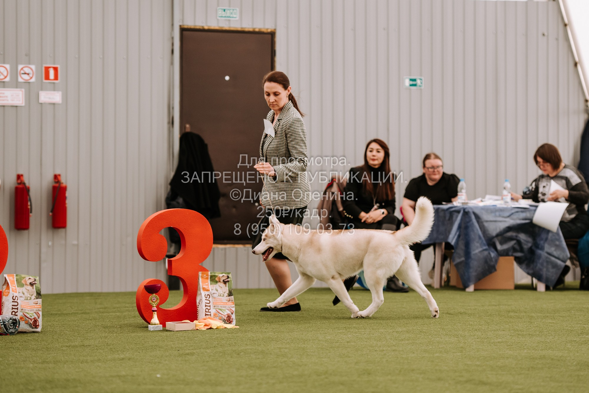 Выставка собак Красноярск 2.06. Фотограф Диана Оленина Красноярск / Братск