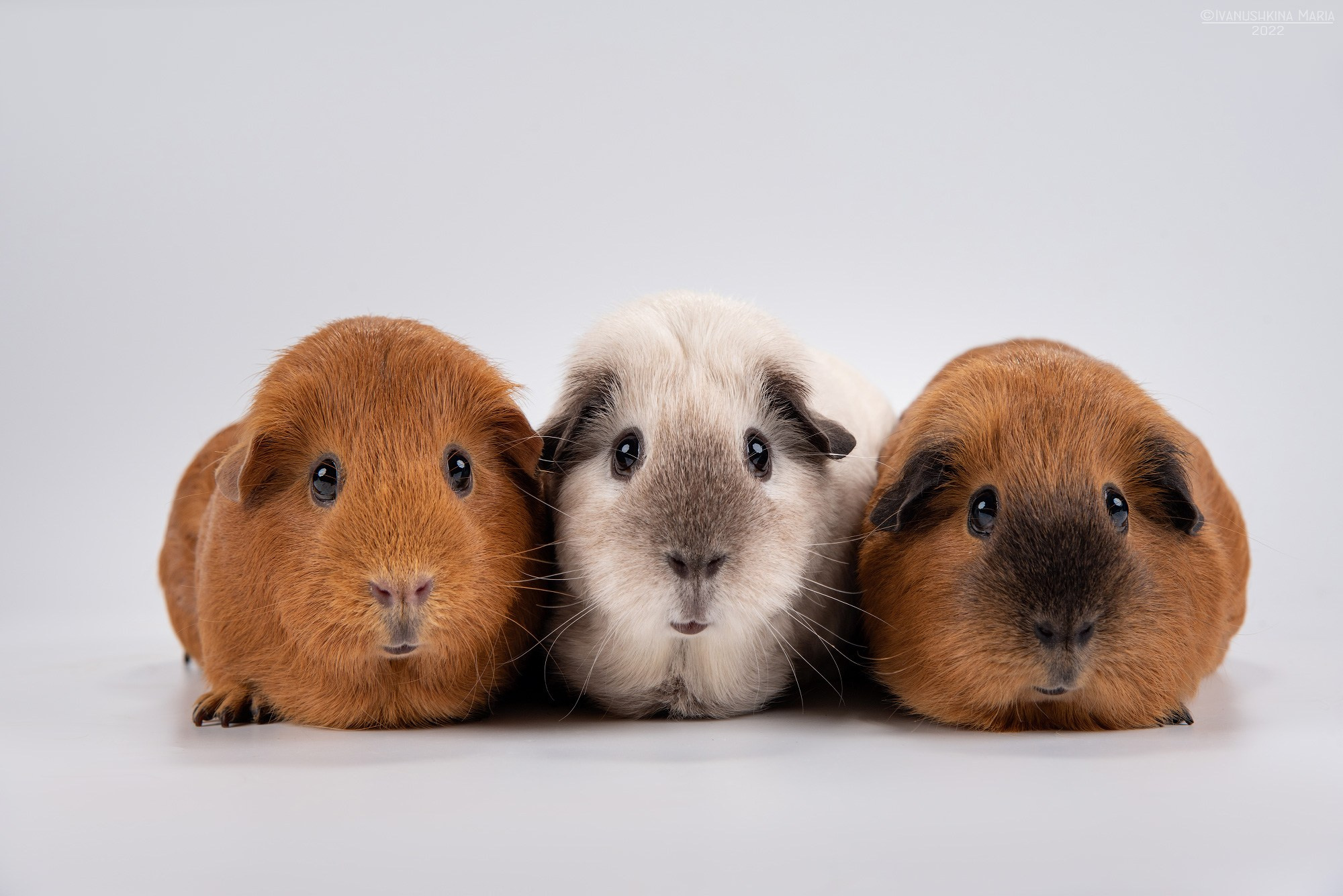 Фотосессии экзотических животных в студии. Фотограф собак в Москве и Московской области Иванушкина Мария