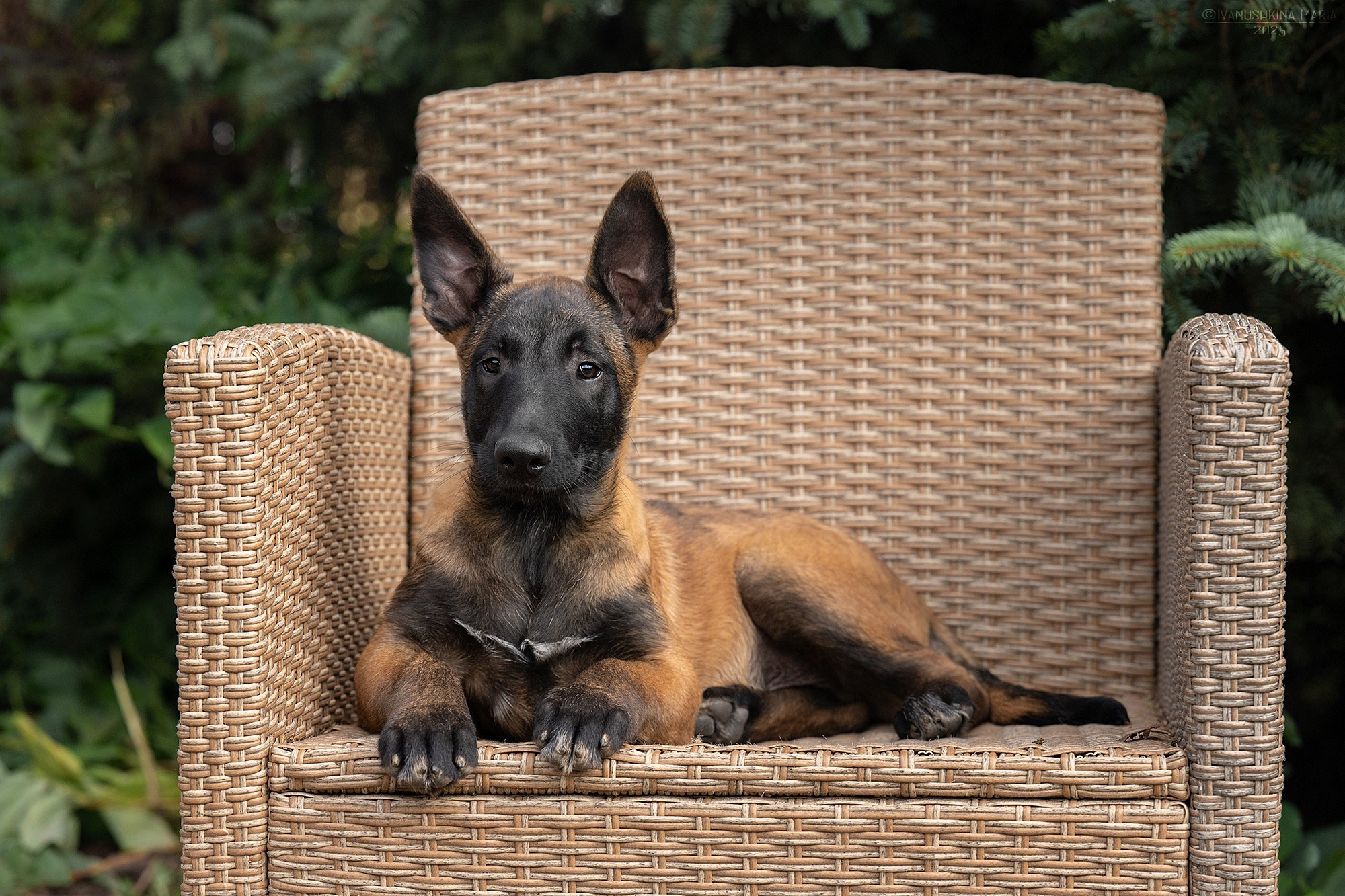 Фотосессия щенков на продажу. Фотограф собак в Москве и Московской области Иванушкина Мария