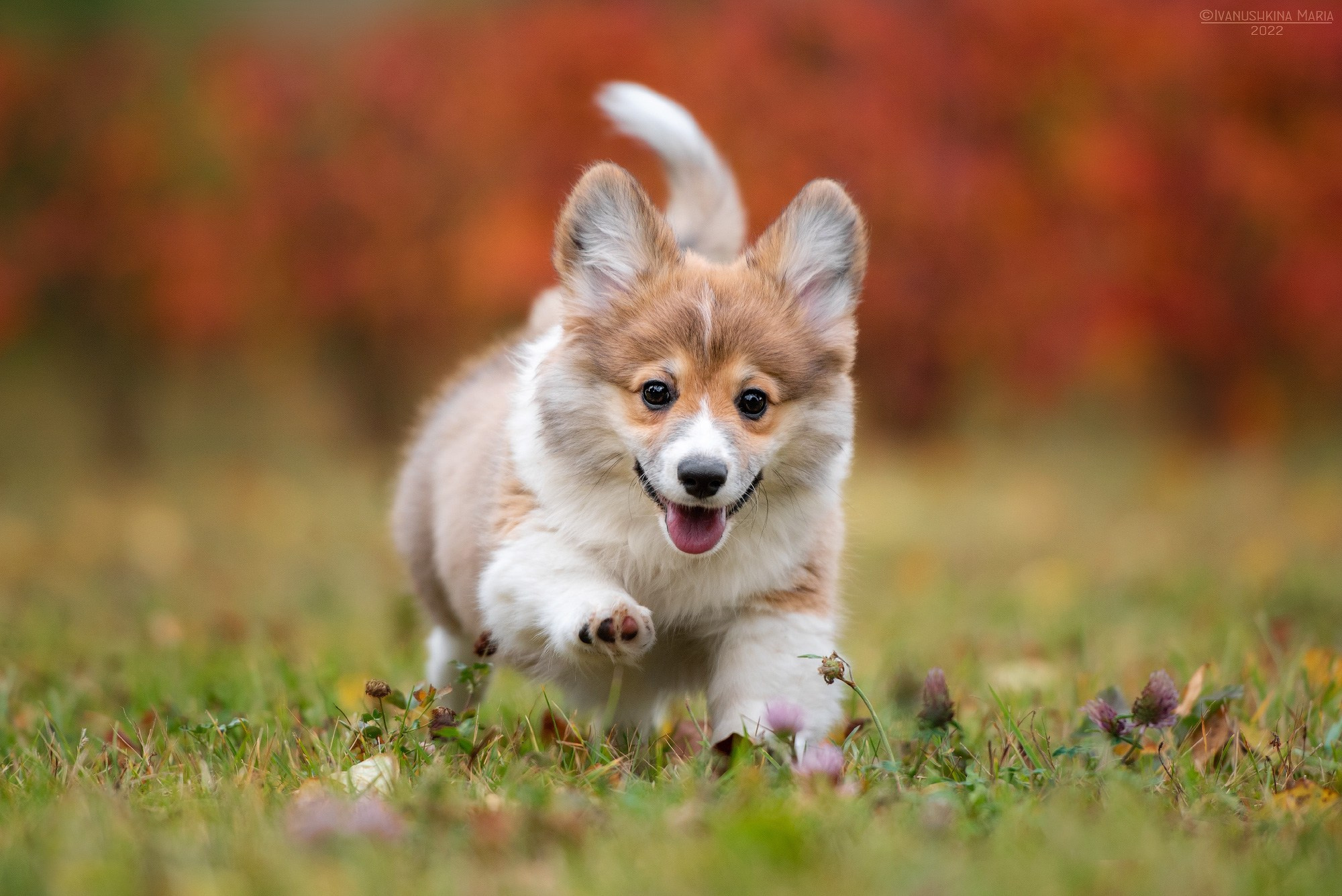Фотосессия щенков на продажу. Фотограф собак в Москве и Московской области Иванушкина Мария