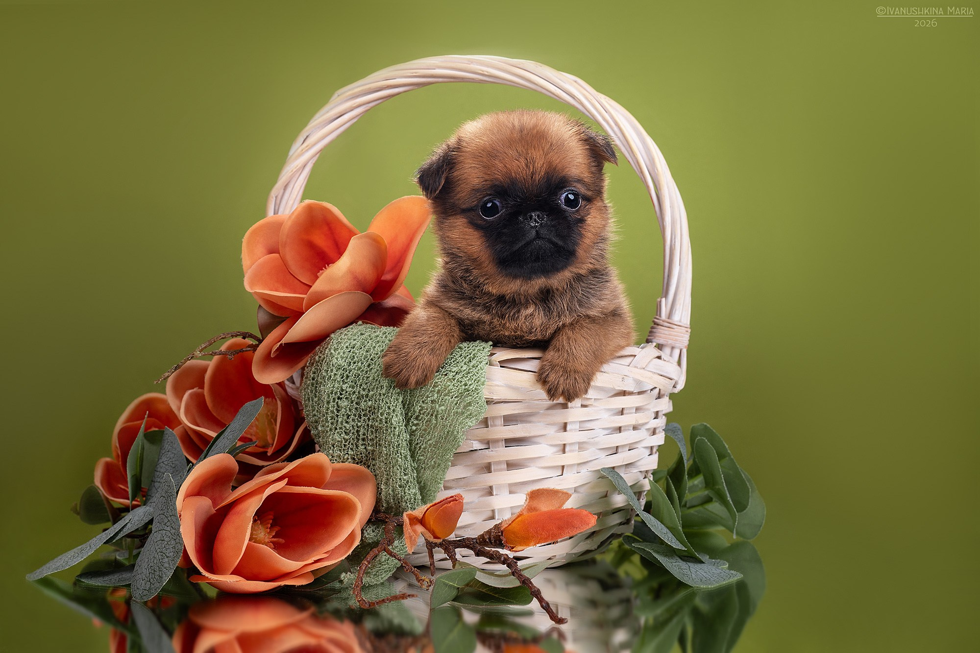 Фотосессия щенков на фонах. Фотограф собак в Москве и Московской области Иванушкина Мария