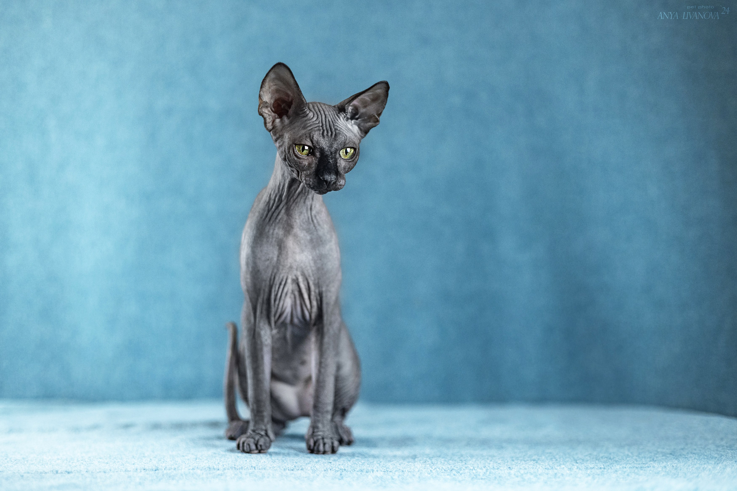 Кошечка сфинкс. Фотограф анималист Аня Ливанова | Рыбинск